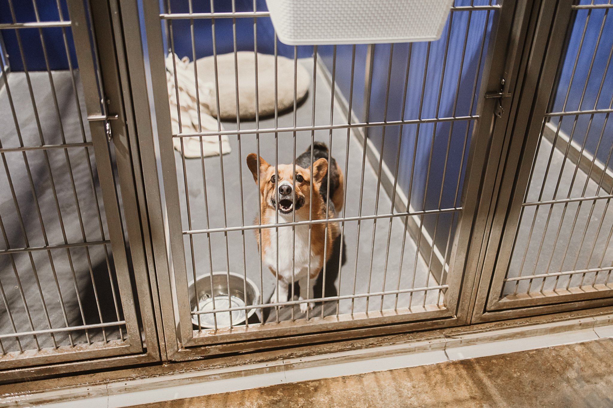 Buns the Corgi in a medium kennel