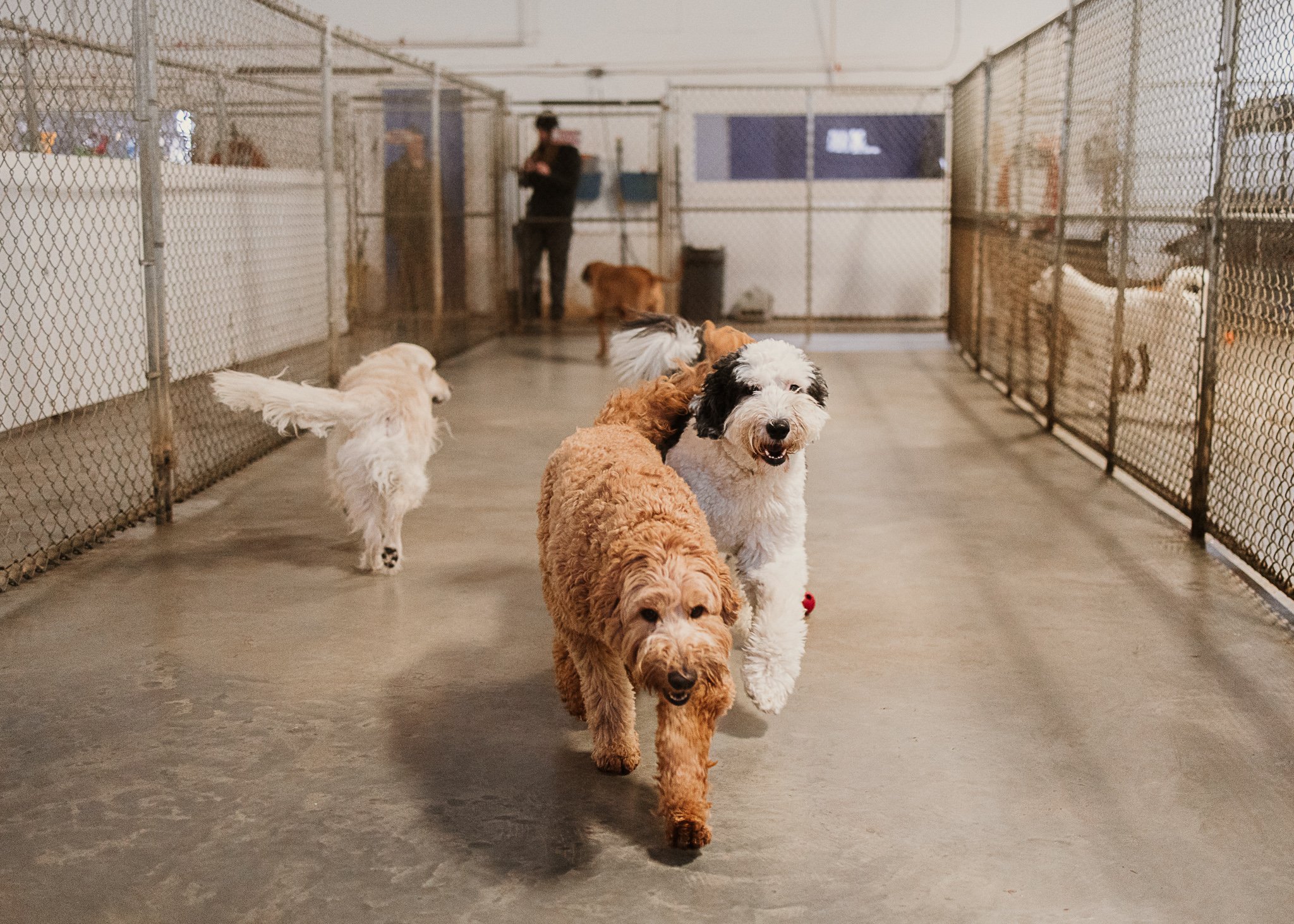 Large dogs playing in one of our indoor yards in the large dog area