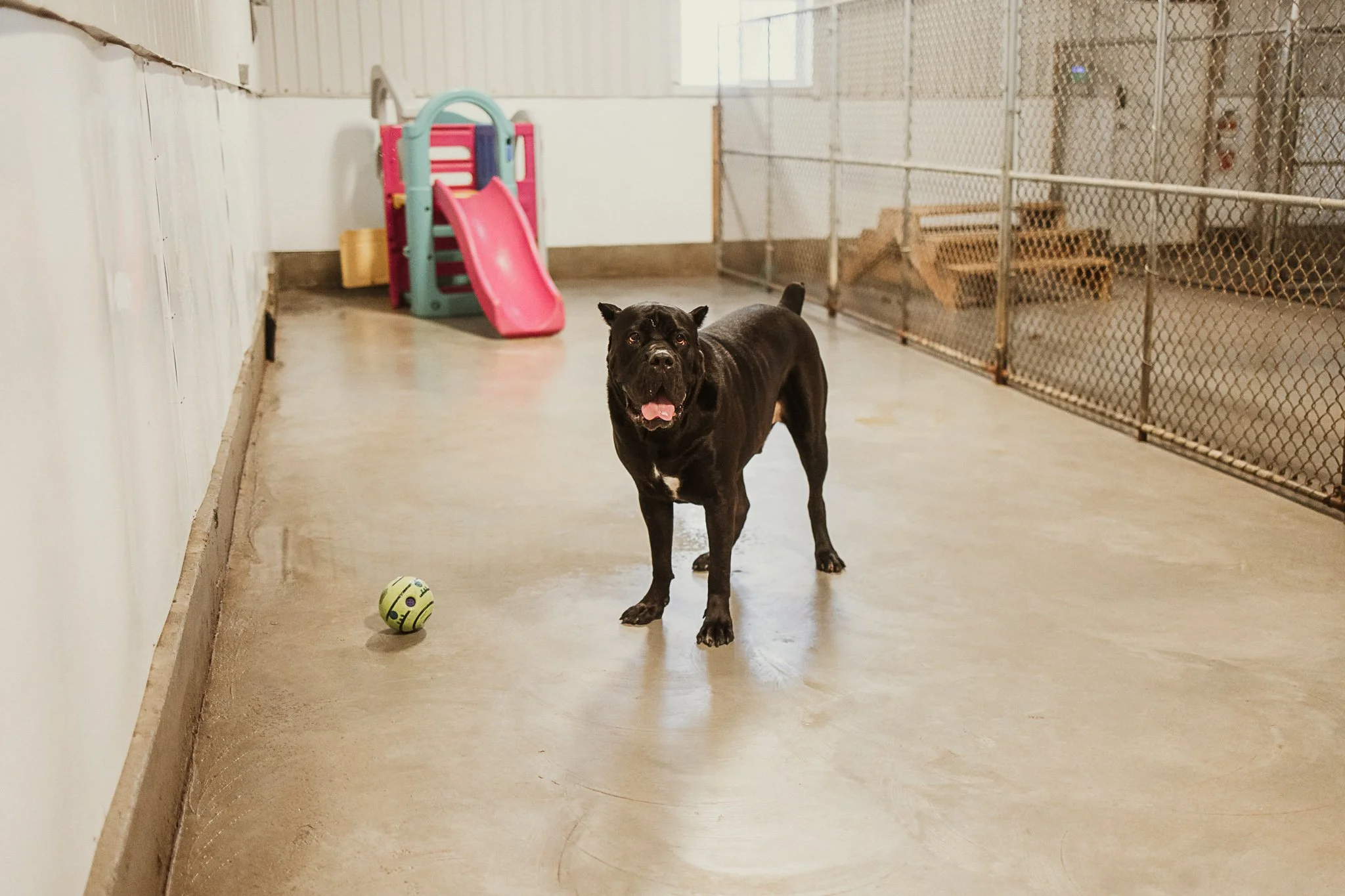 Caesar enjoying one of our indoor play spaces in the large dog area
