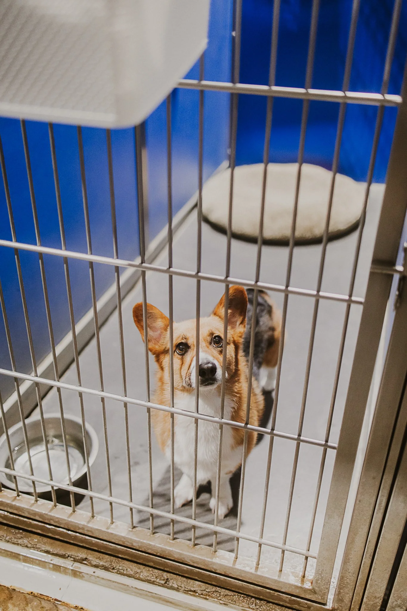 Buns the Corgi in a medium kennel