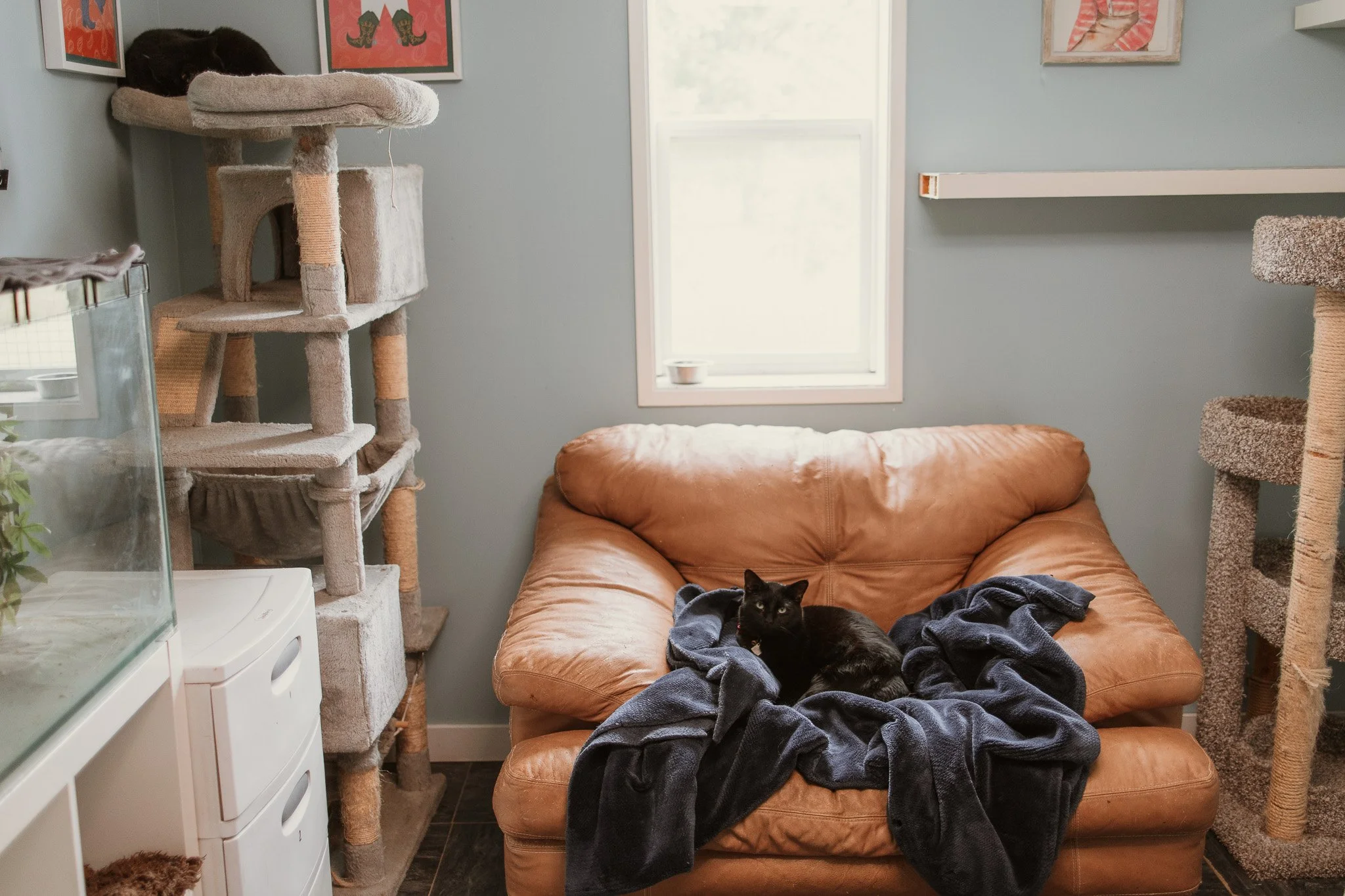 Our cage-free cattery