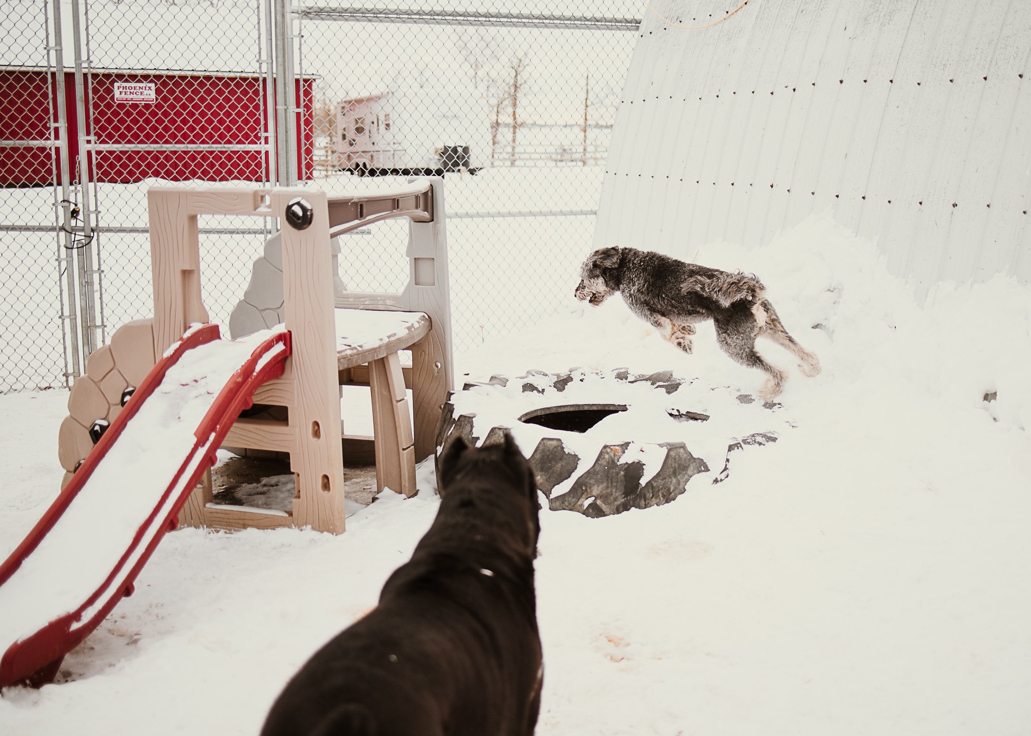 Large dogs playing in one of our outdoor yards in the large dog area