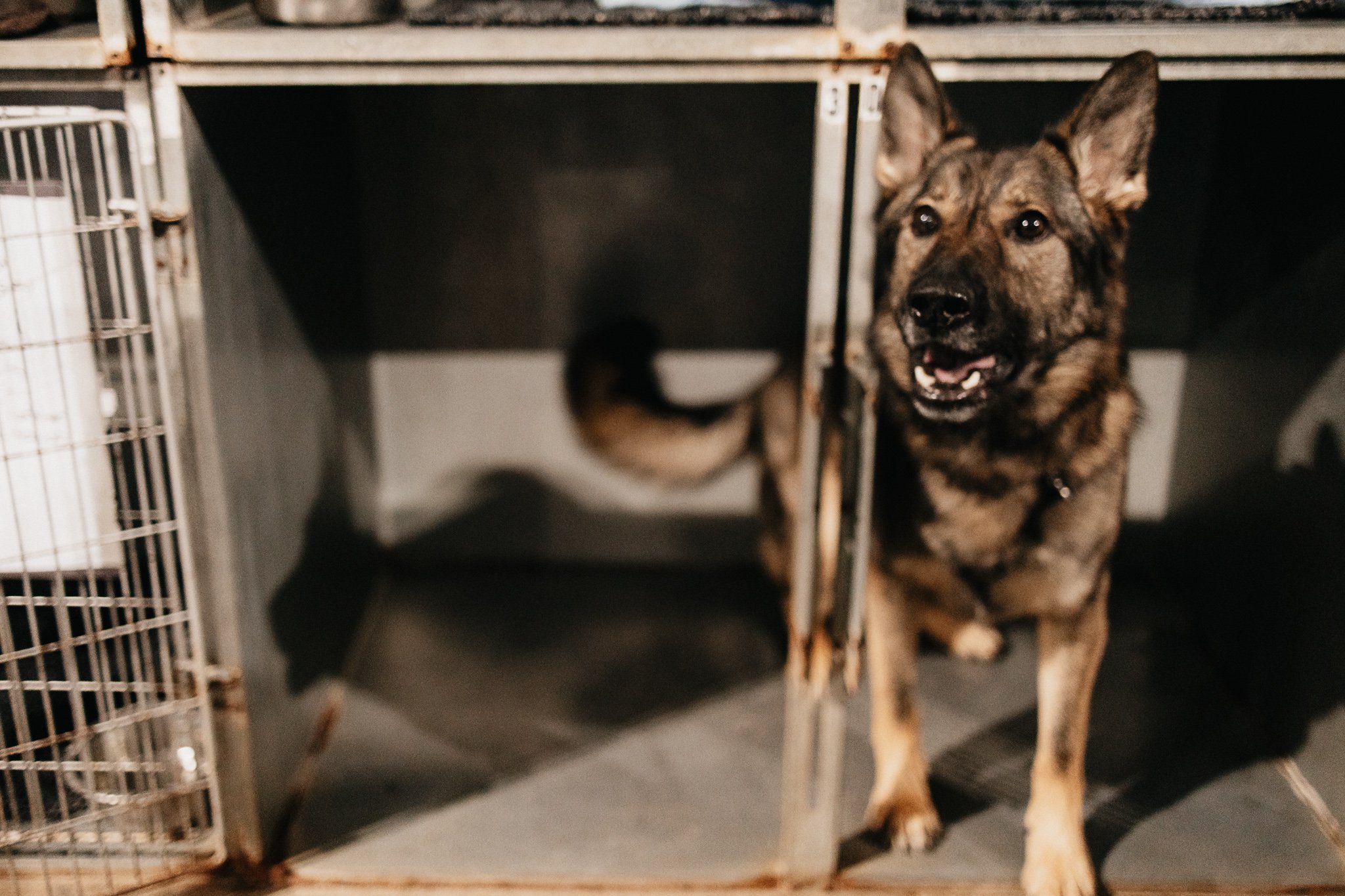 Sam the German Shepherd demonstrating the size of a small kennel