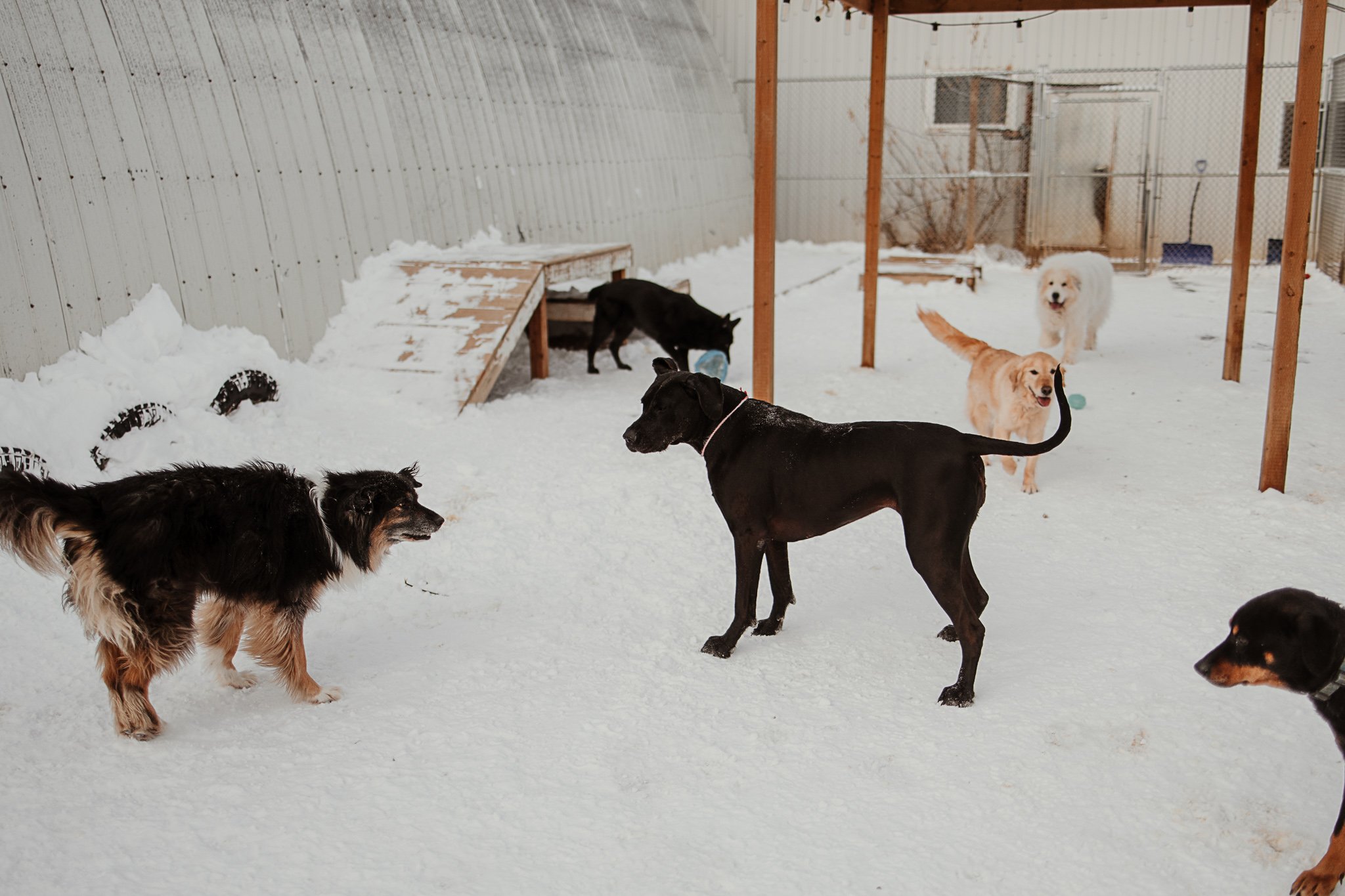 One of our outdoor yards in our large dog area