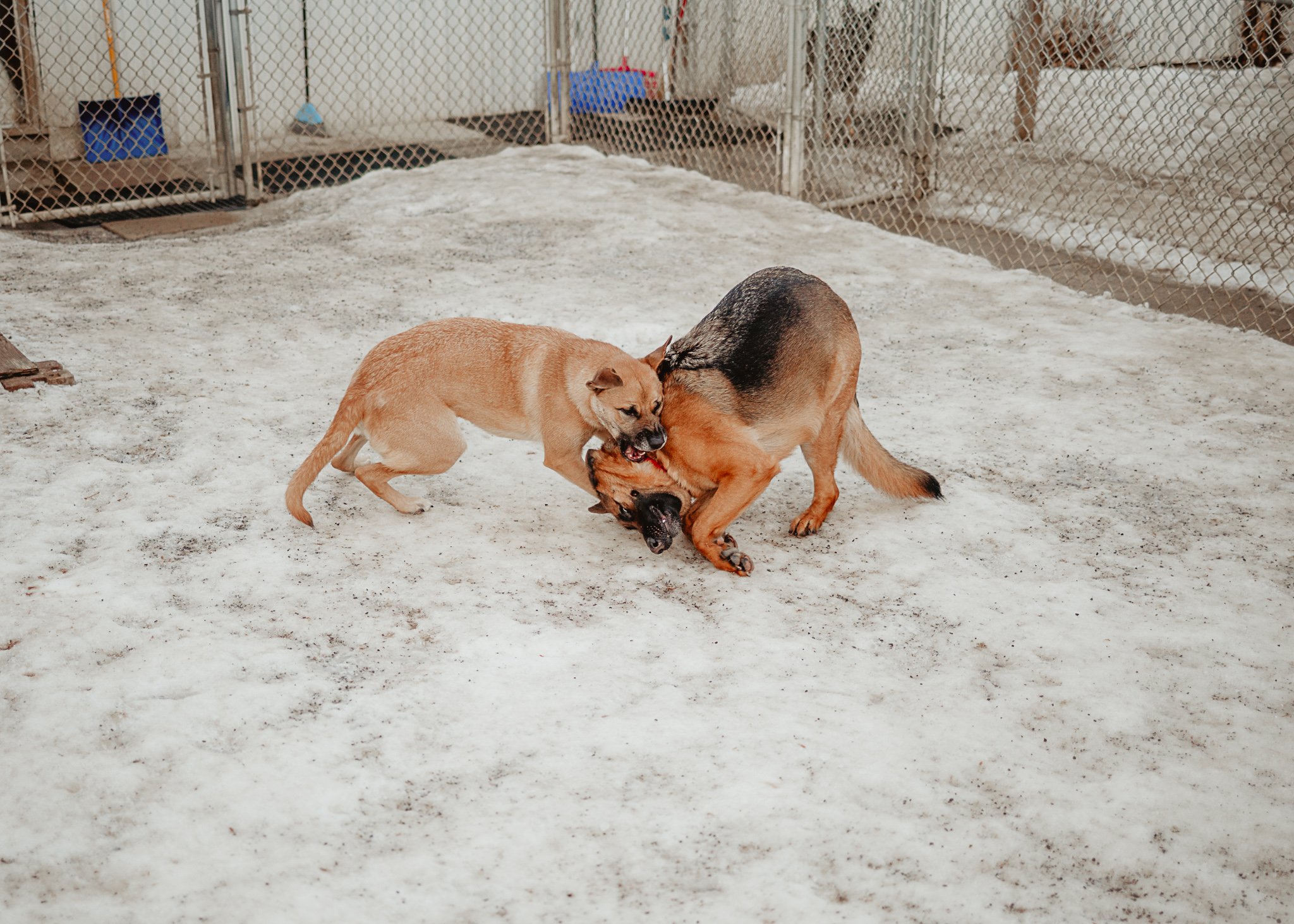 Large dog guests playing in our largest outdoor yard in the large dog area
