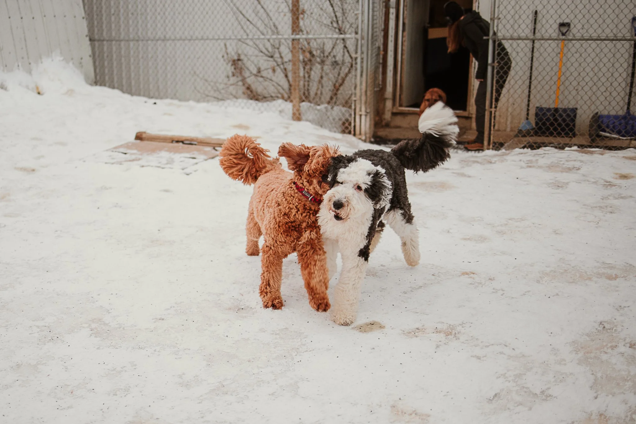 Large dogs playing in one of our outdoor yards in the large dog area