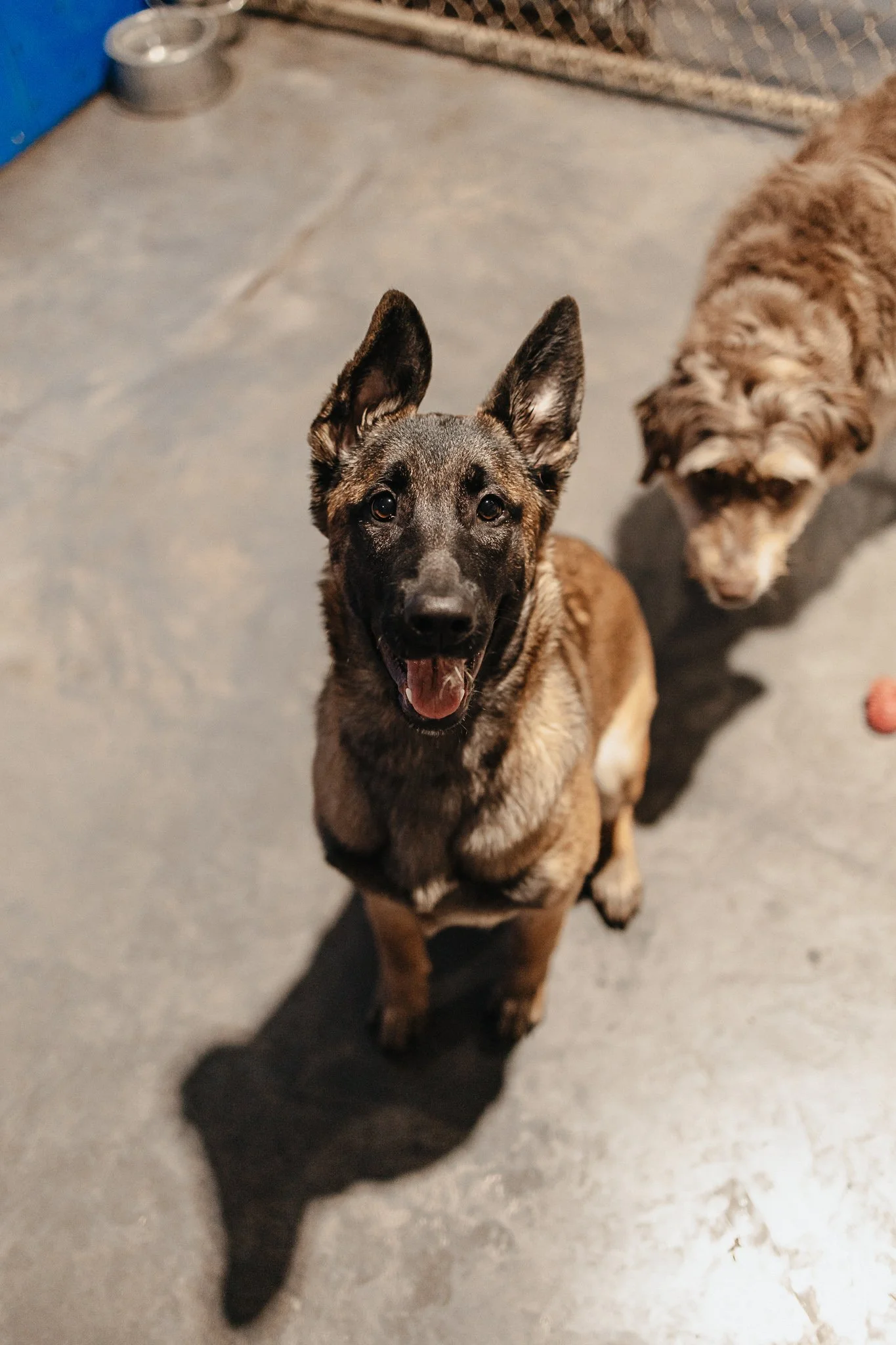 Medium dog group enjoying time in one of our indoor yards in the small/medium dog area