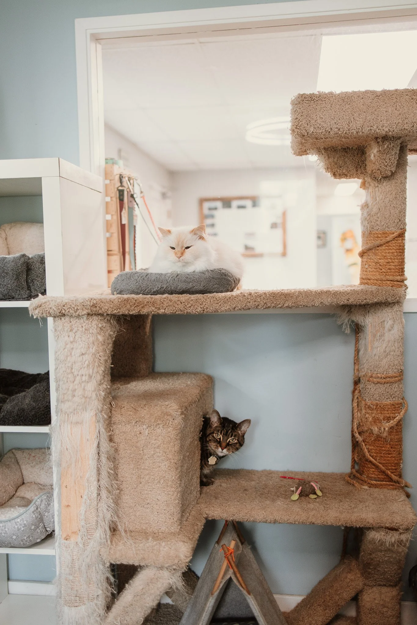 Our cage-free cattery