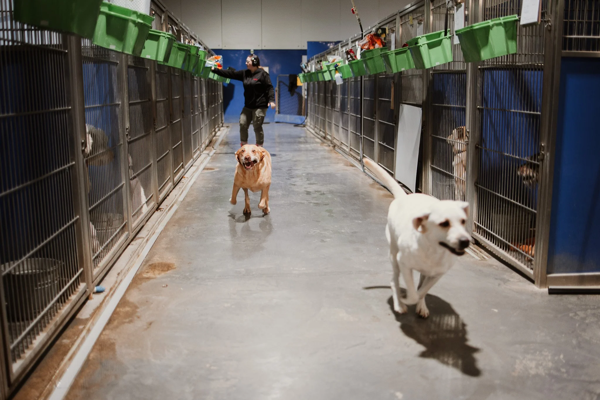 Large dog kennel area