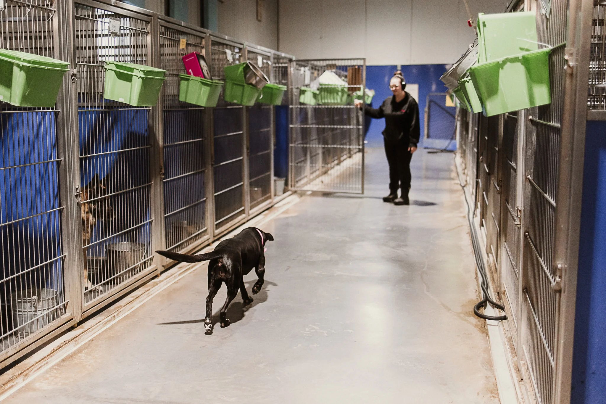 large dog kennel area