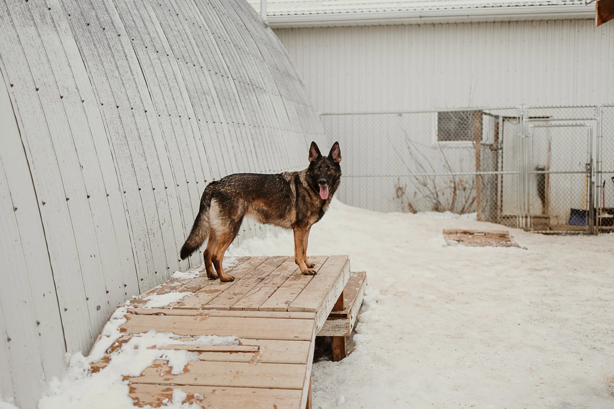 Tesla the German Shepherd in one of our outdoor yards in the large dog area