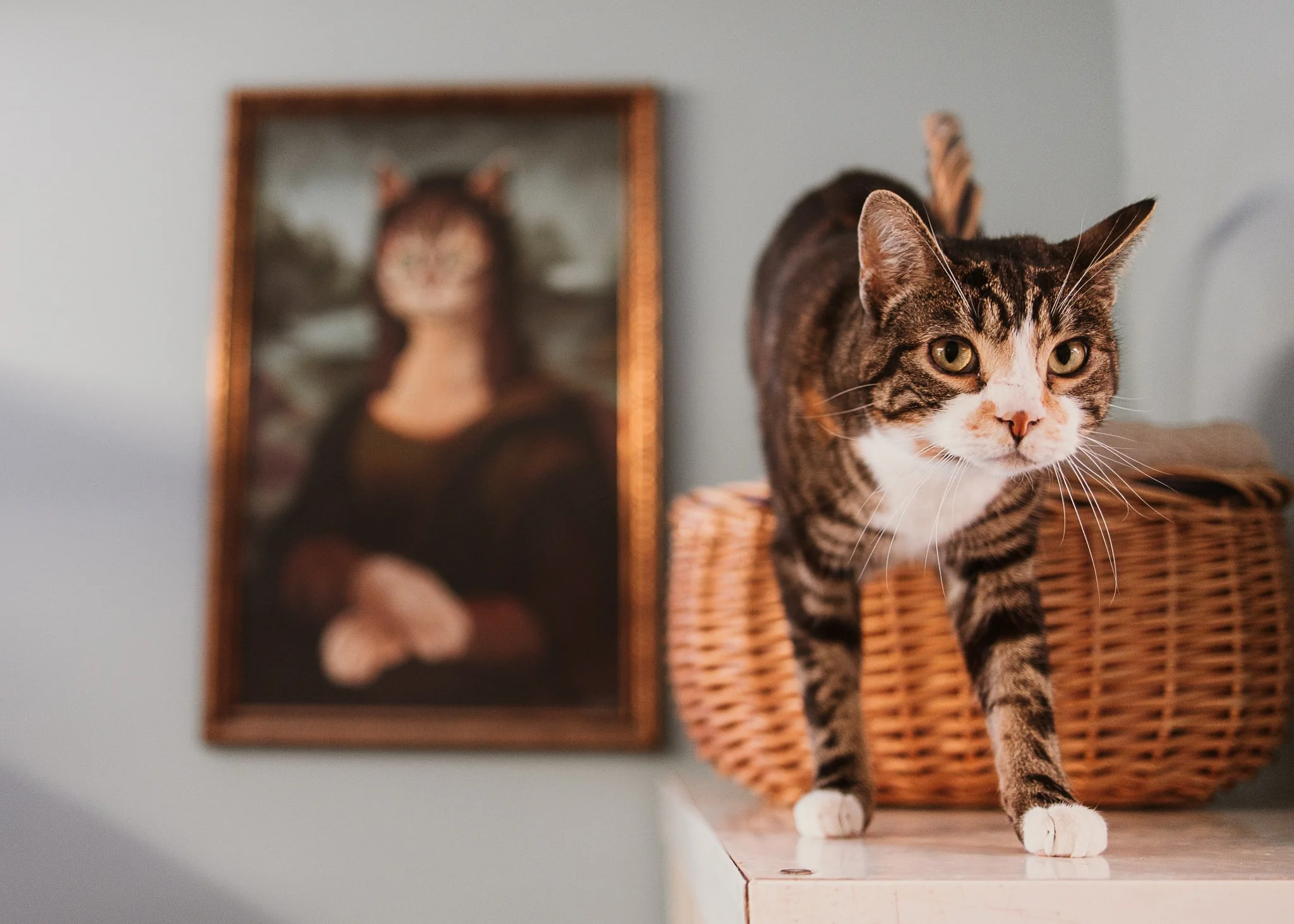 cage-free cattery