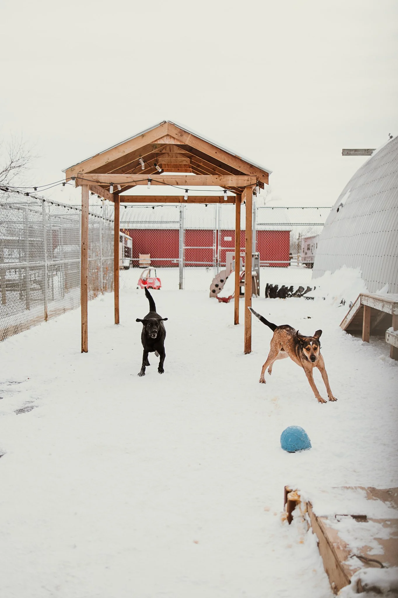 One of our outdoor yards in our large dog area