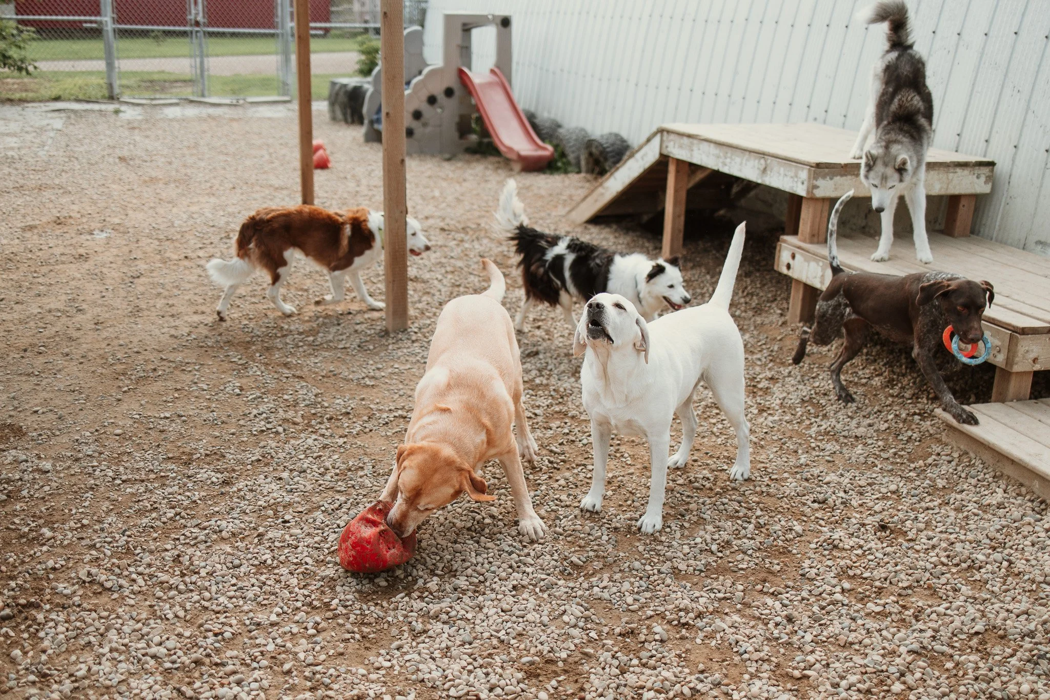 Large dog guests playing in our largest outdoor yard in the large dog area
