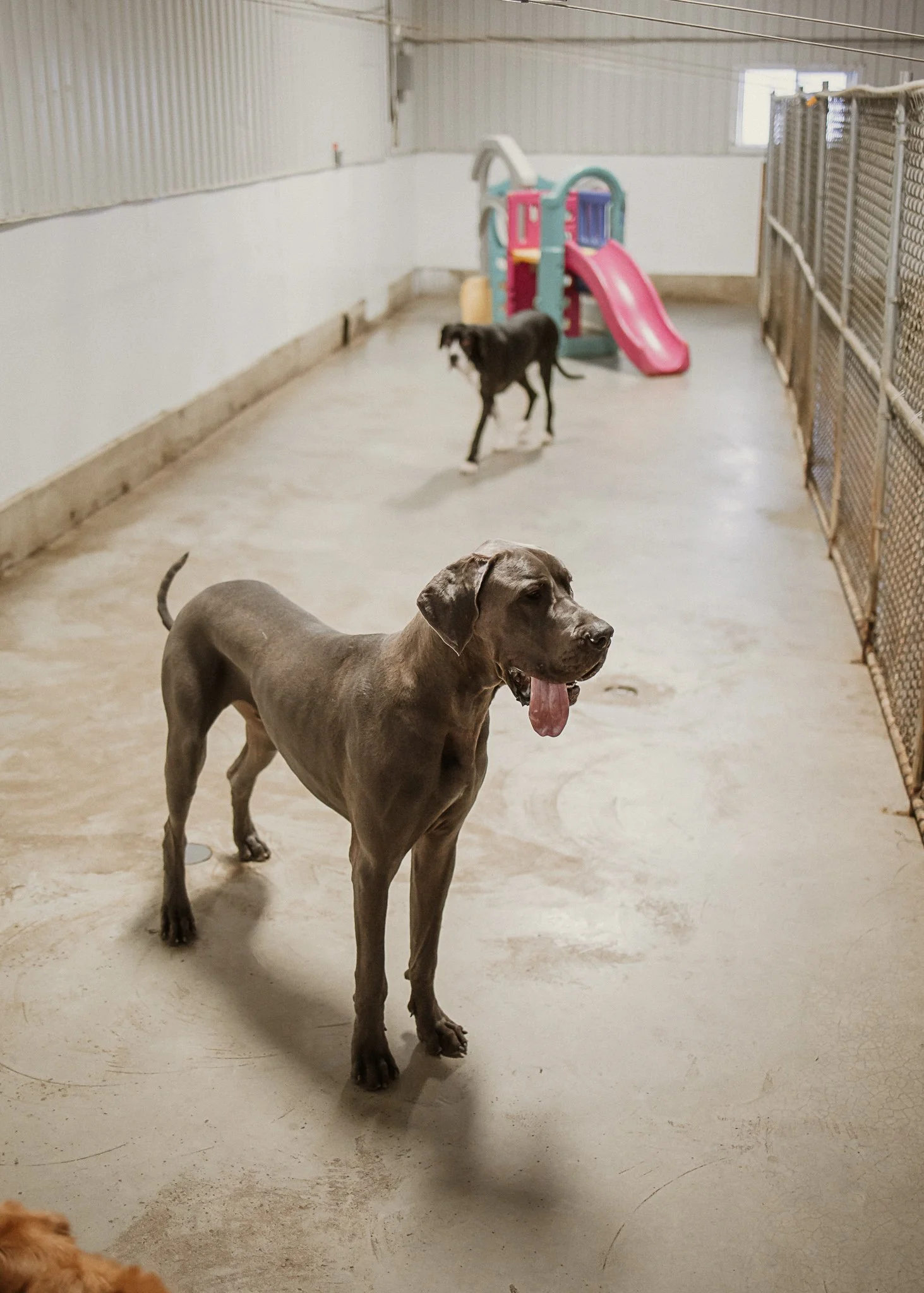 Large dog guests enjoying our indoor yards in the large dog area