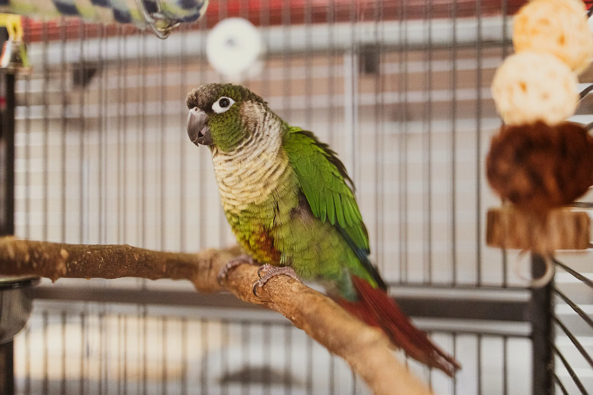 A green and gray parrot with red tail perched on a wooden branch inside a birdcage.