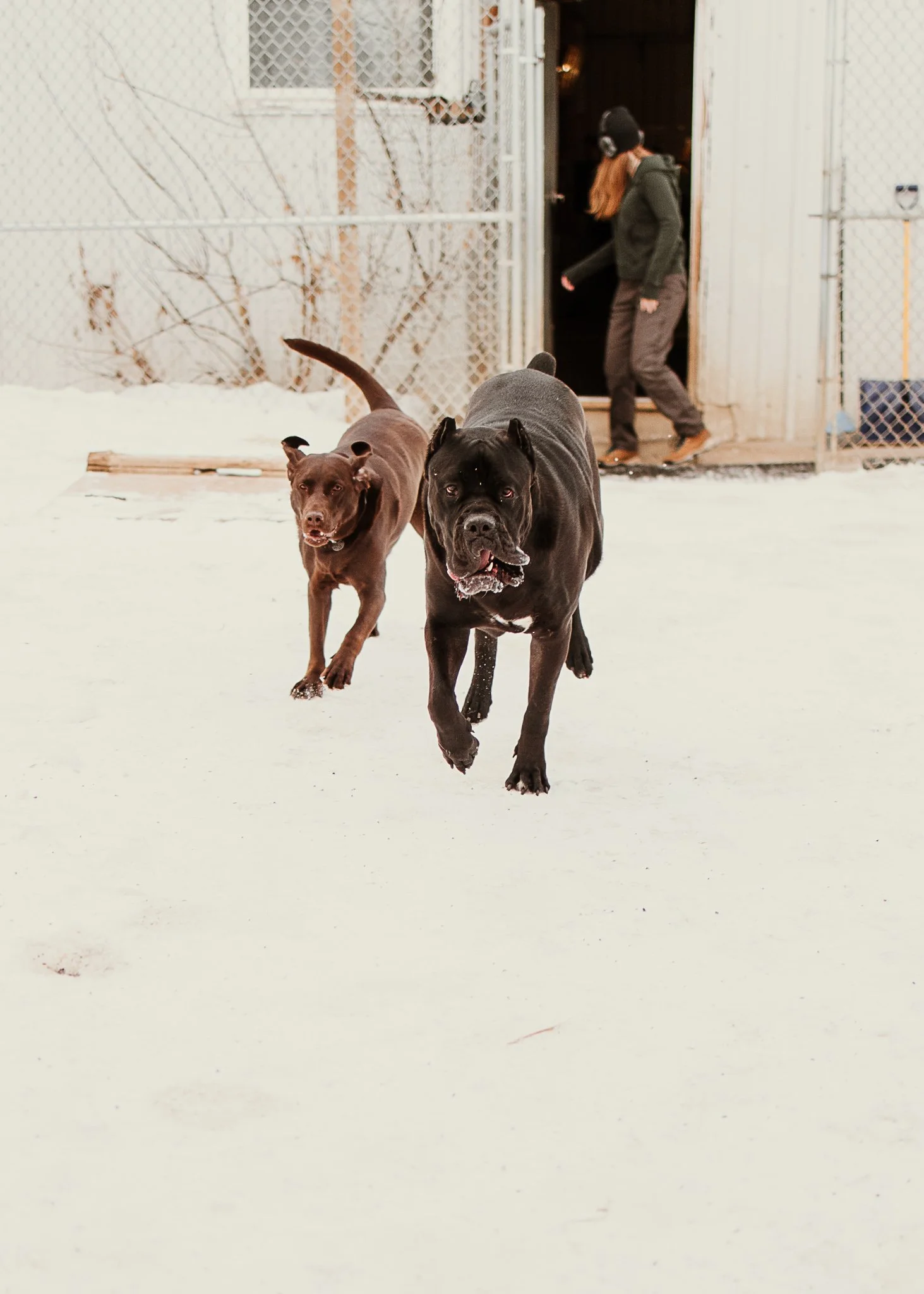 Large dogs playing in one of our outdoor yards in the large dog area