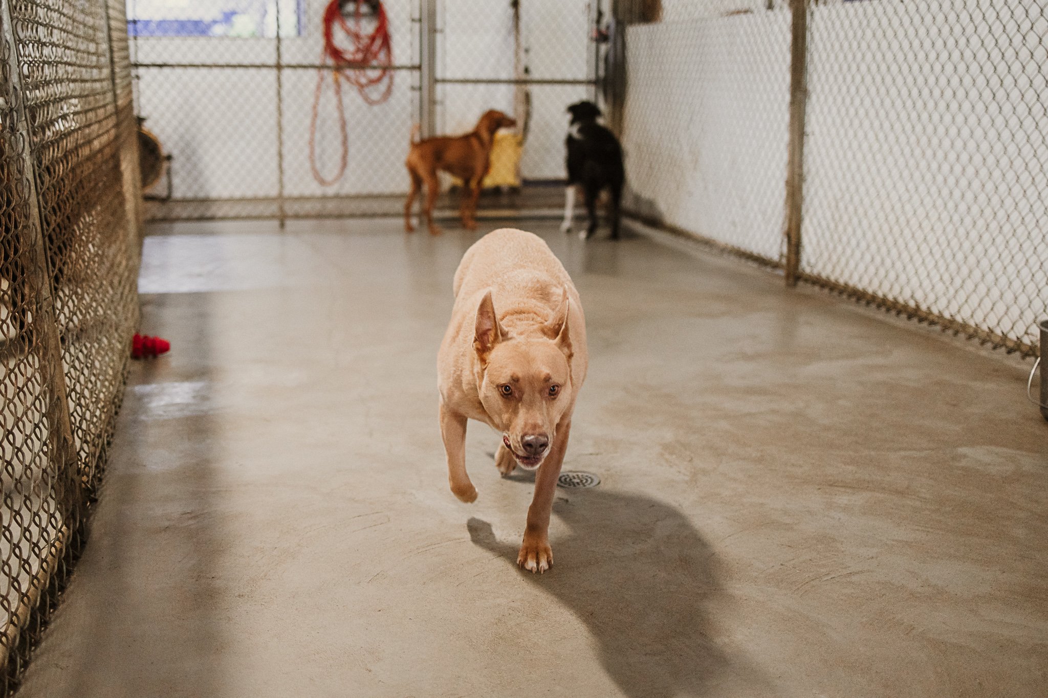 Laila in one of our indoor yards in the large dog area