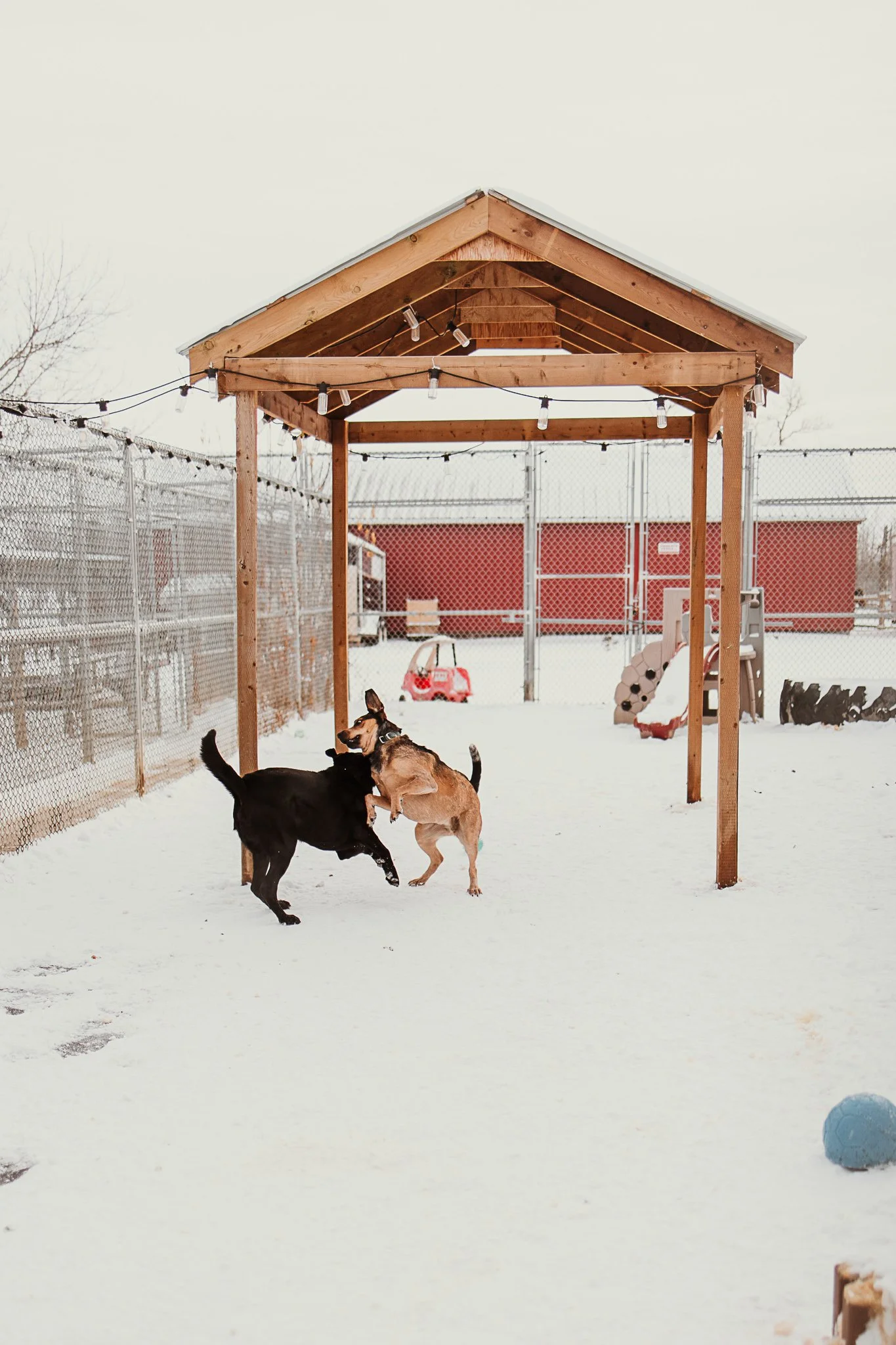 One of our outdoor yards in our large dog area