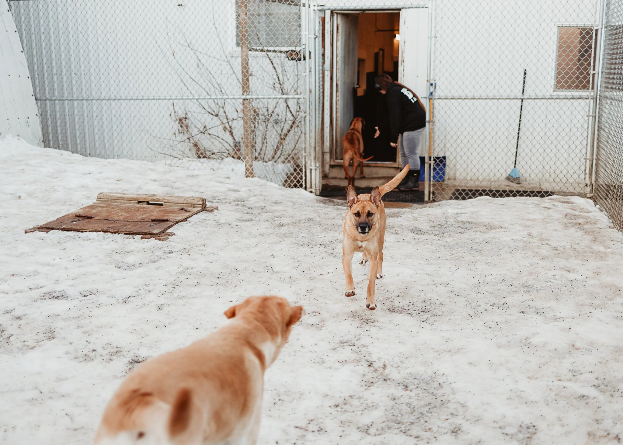 Large dog guests playing in our largest outdoor yard in the large dog area