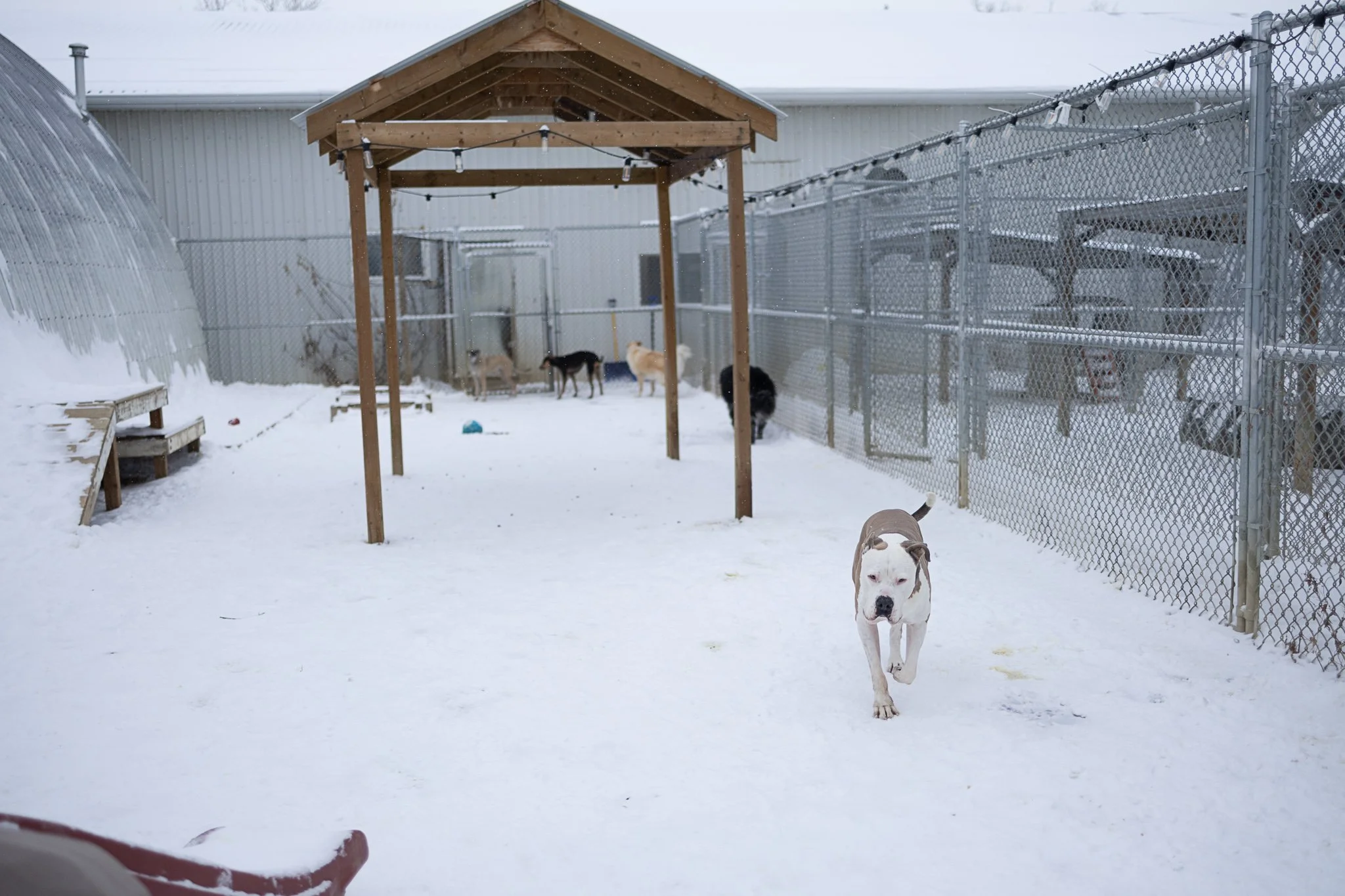One of our outdoor yards in our large dog area