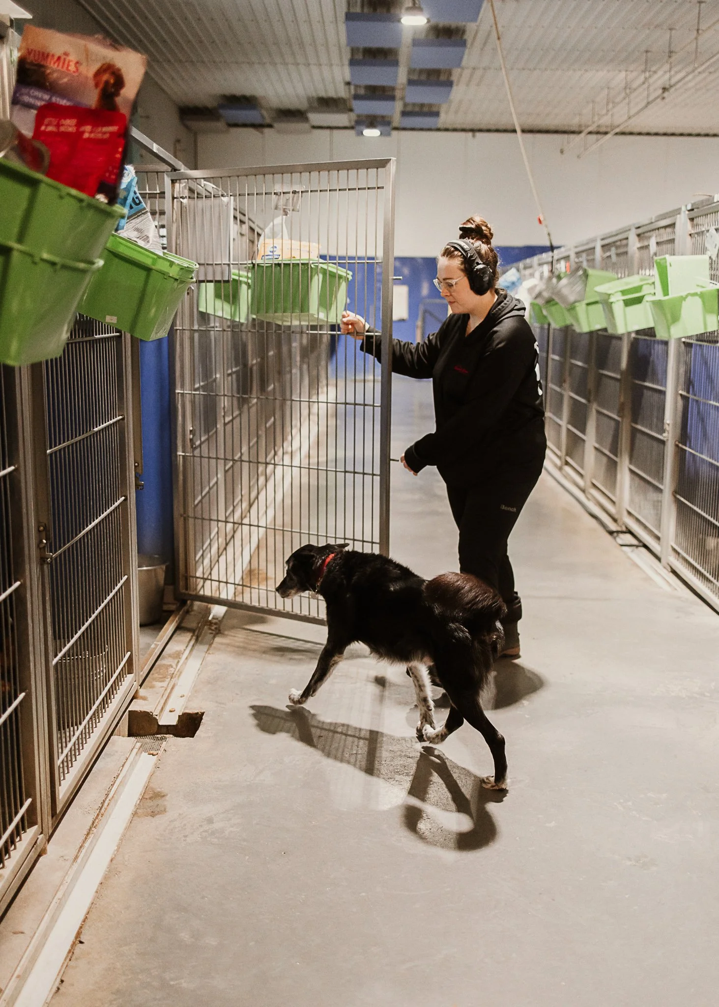 Large dog kennel area