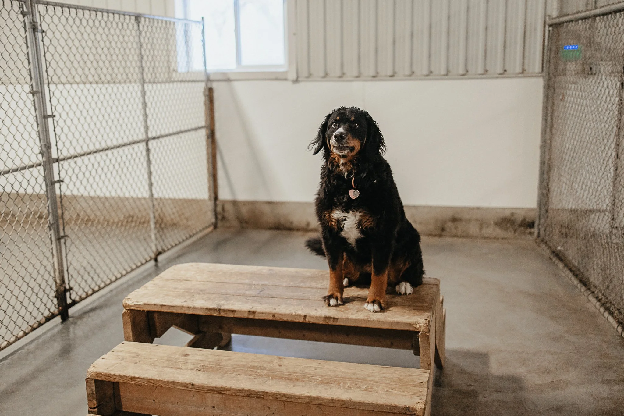 Large dog indoor play space