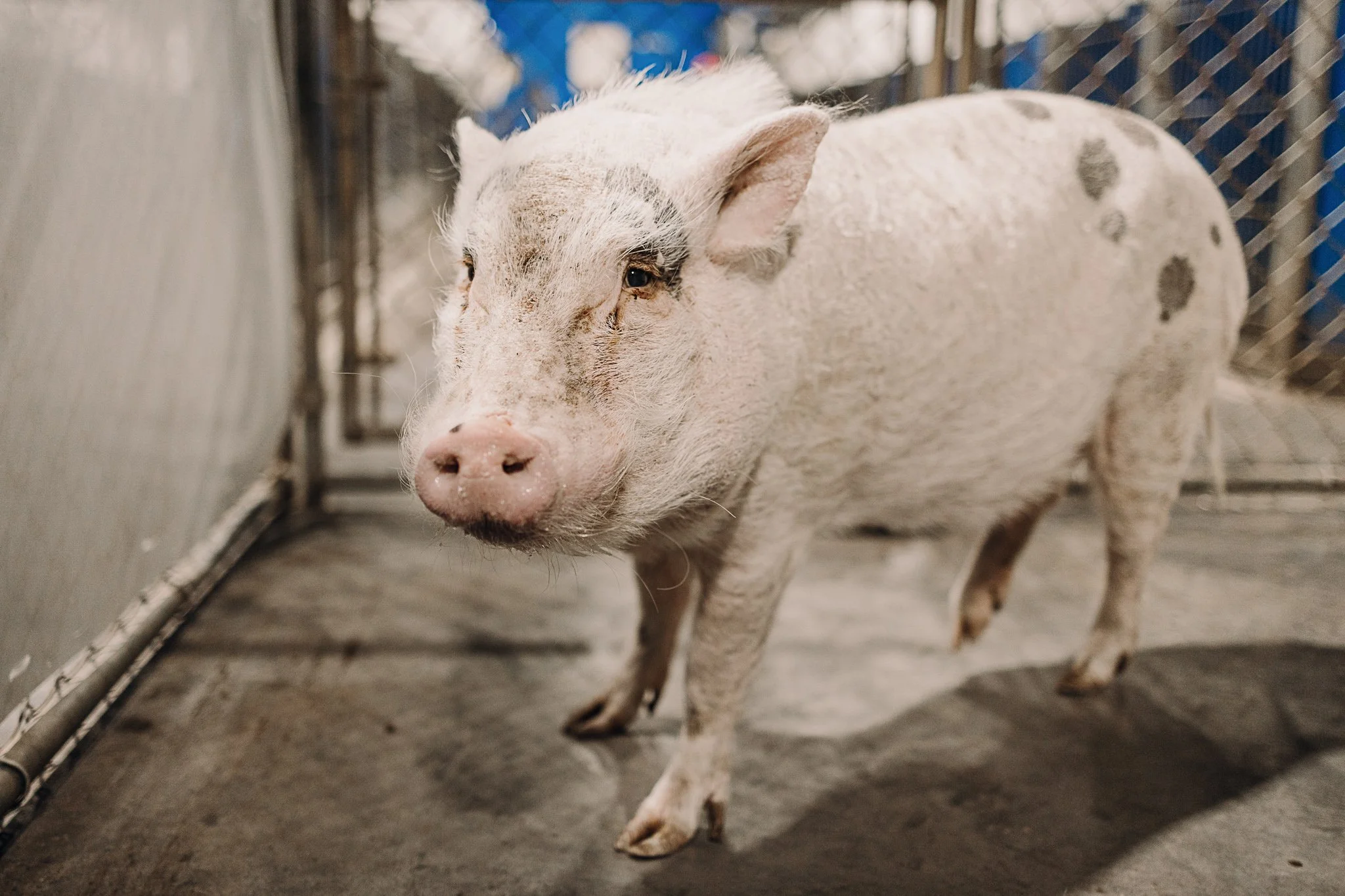 A pig standing inside a pen, facing the camera, with a pink snout and black spots on its white skin.