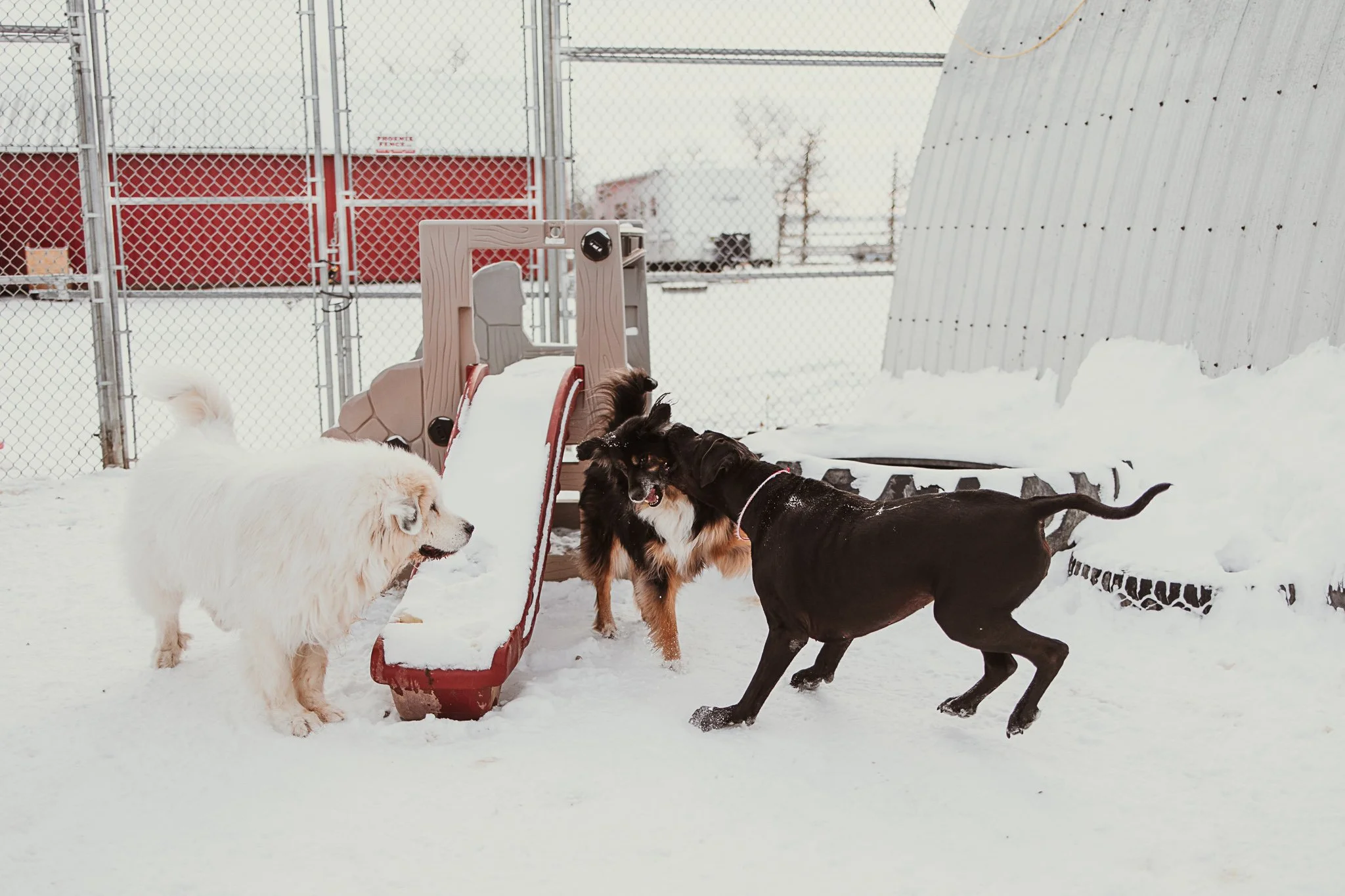 One of our outdoor yards in our large dog area