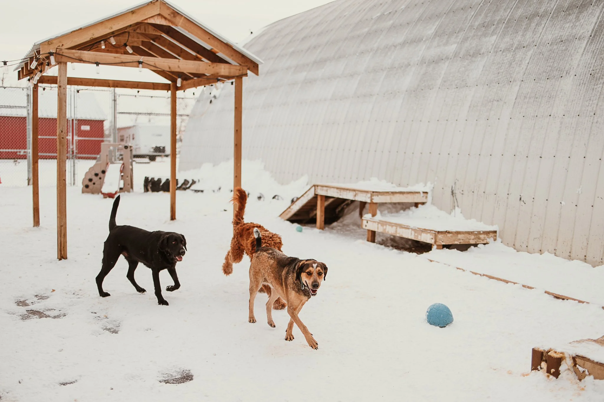 One of our outdoor yards in our large dog area