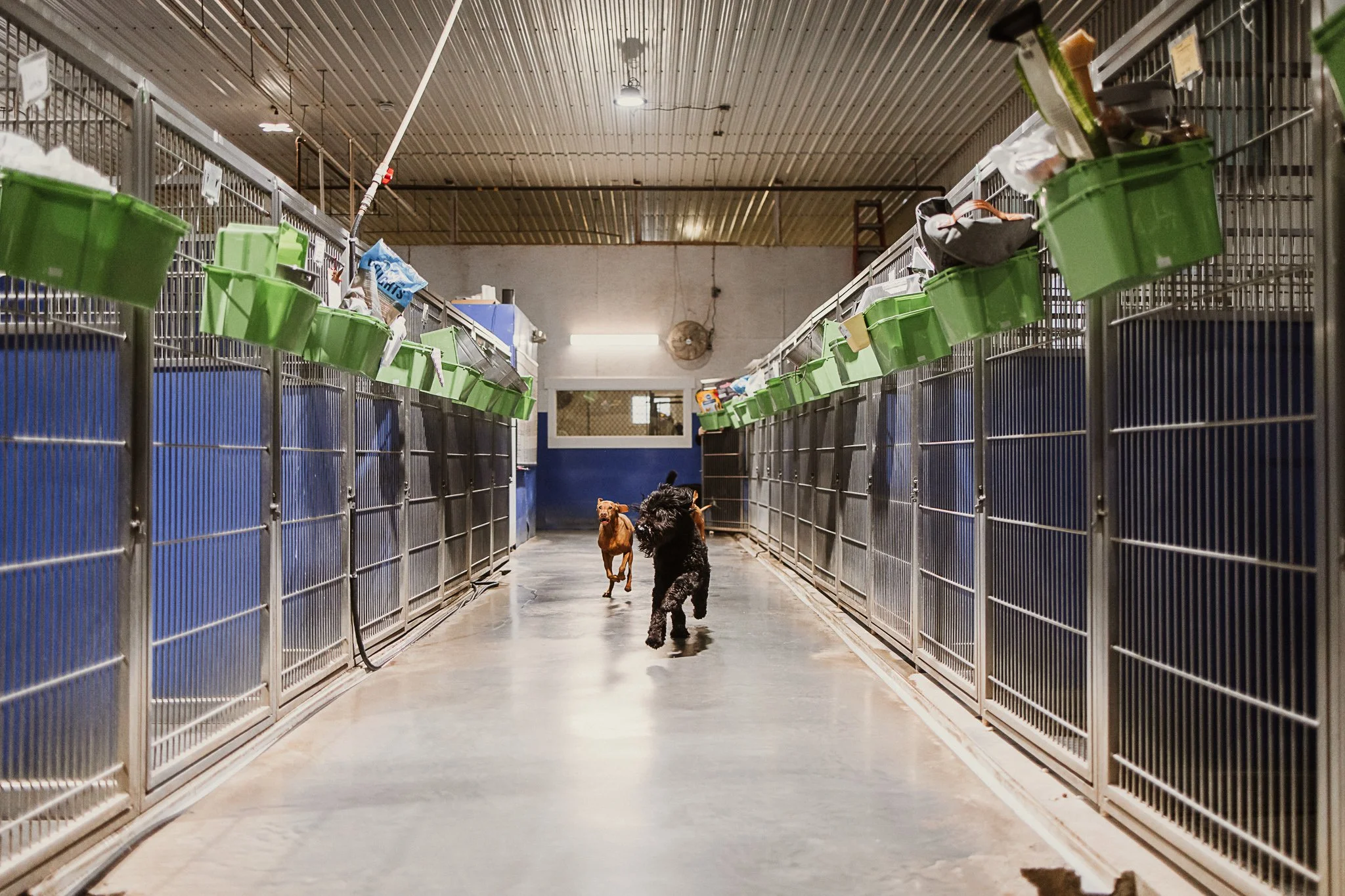 large dog kennel area