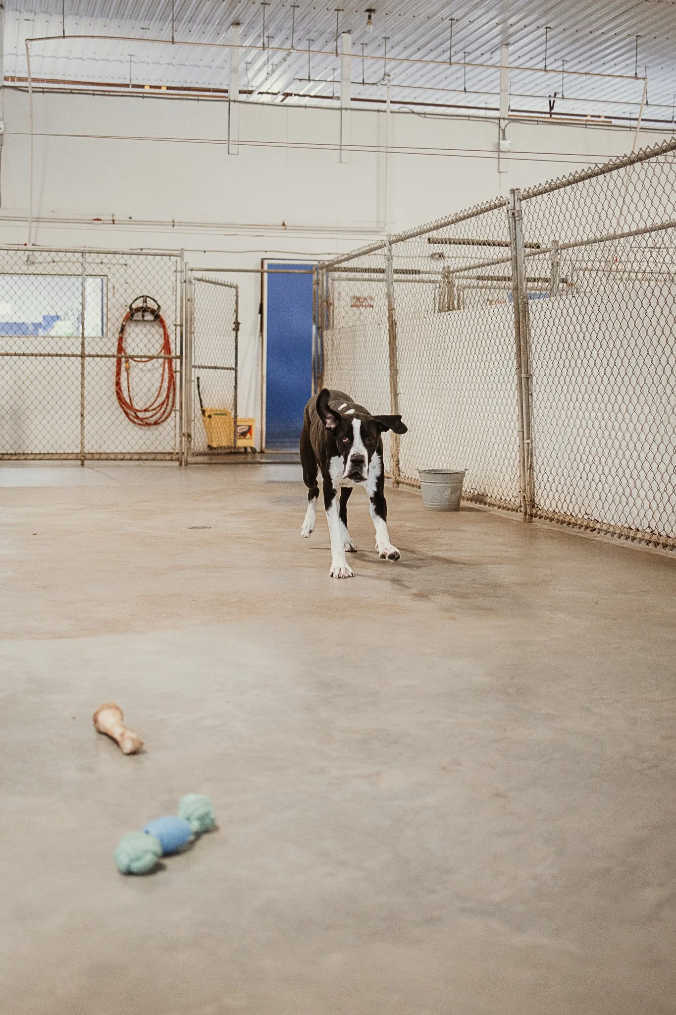 Winston running into one of our indoor yards in our large dog area