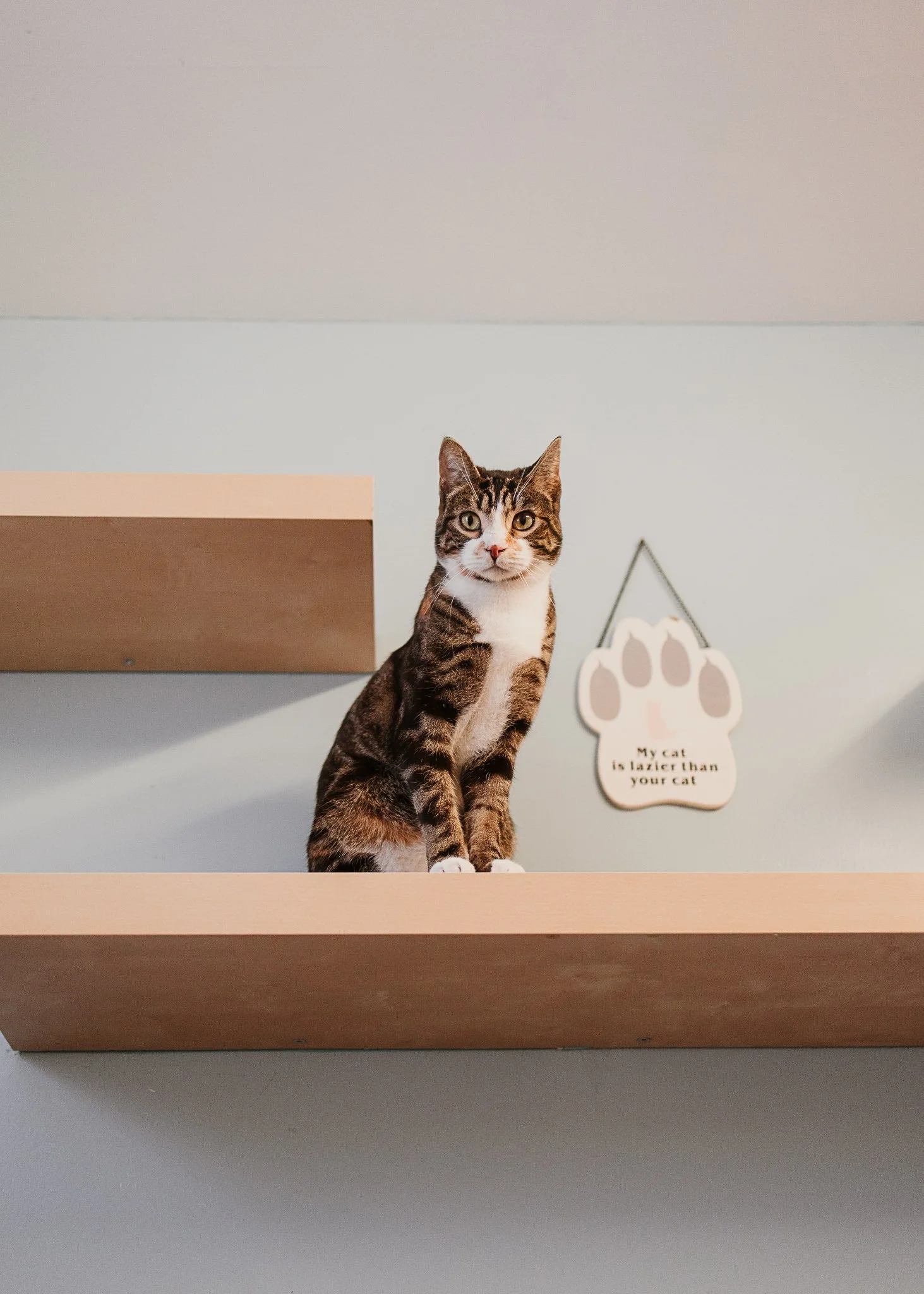 cage-free cattery