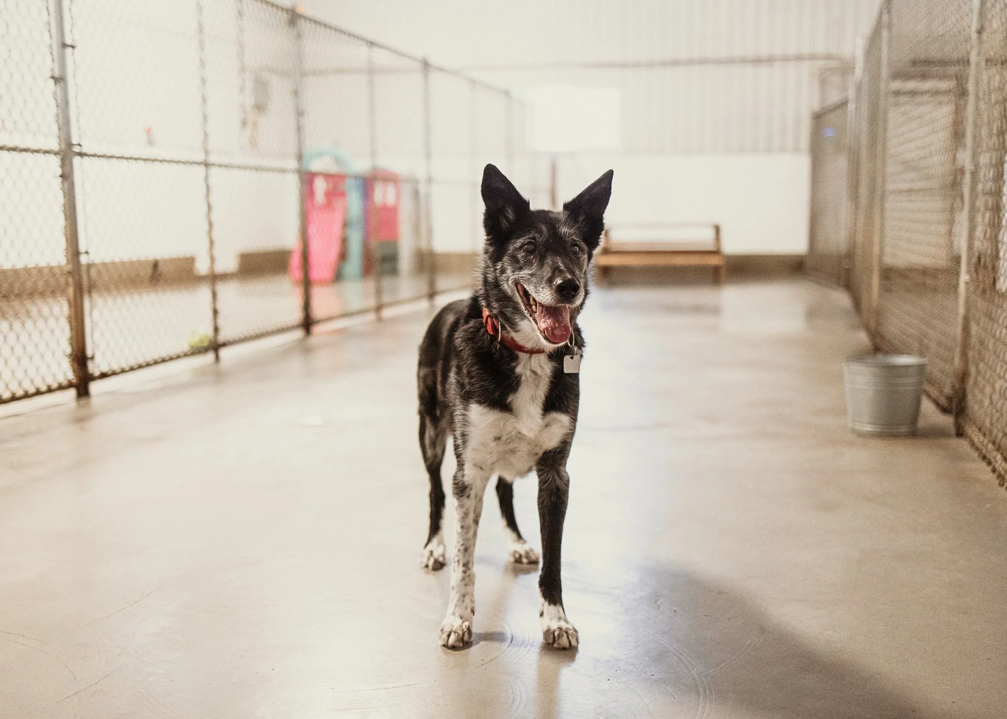 A happy black and white dog with pointed ears standing inside a Second Home Pet Resort, a kennel and dog daycare in Leduc County, with chain-link fences on either side and some colorful play structures in the background.