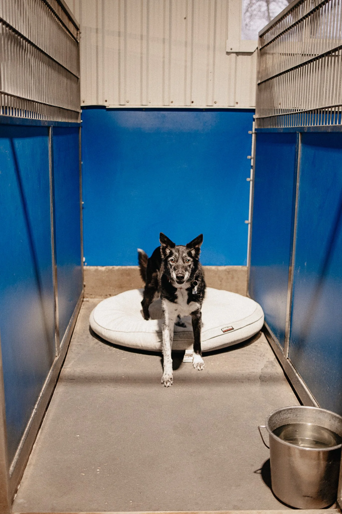 Arrow a border collie in a large kennel