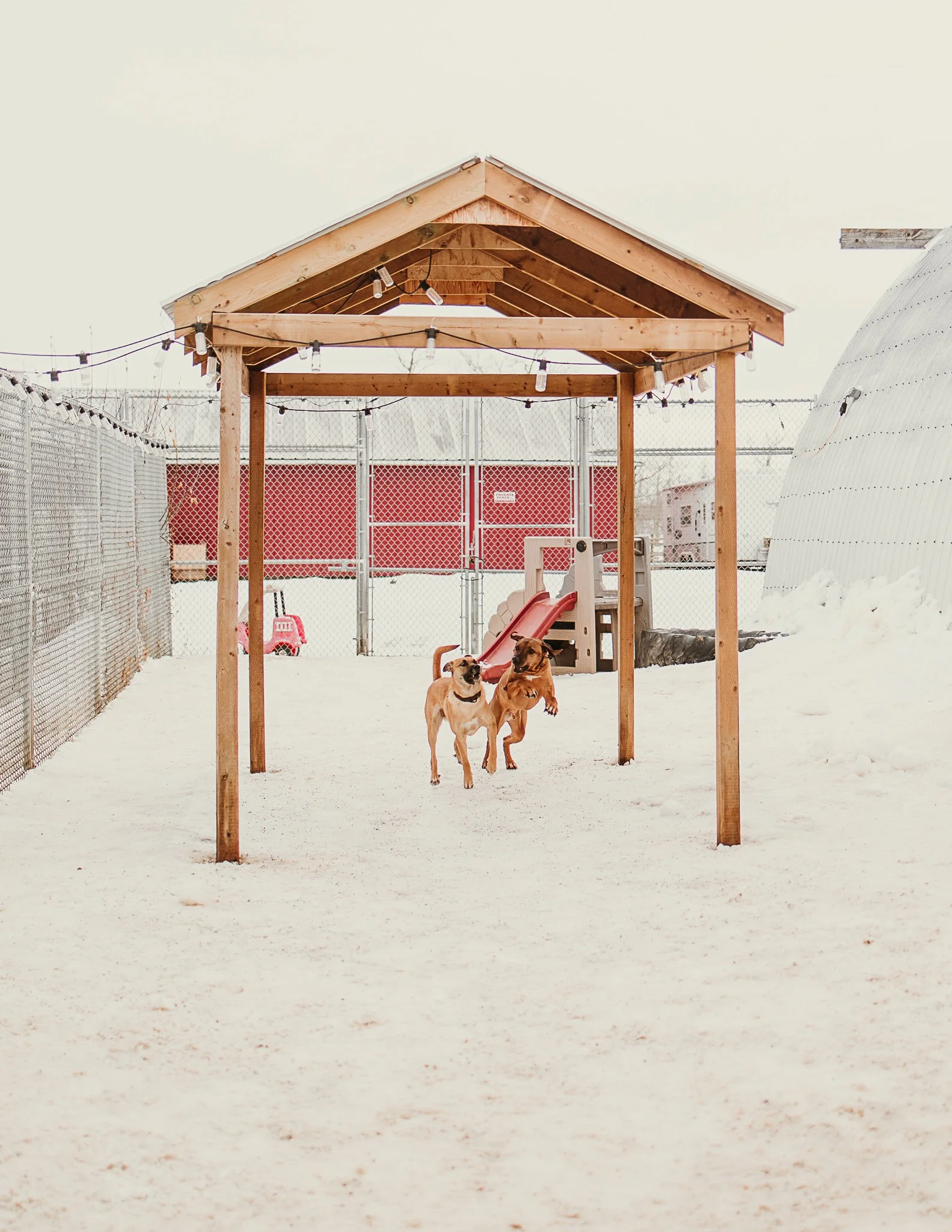 Large dogs playing in one of our outdoor yards in the large dog area