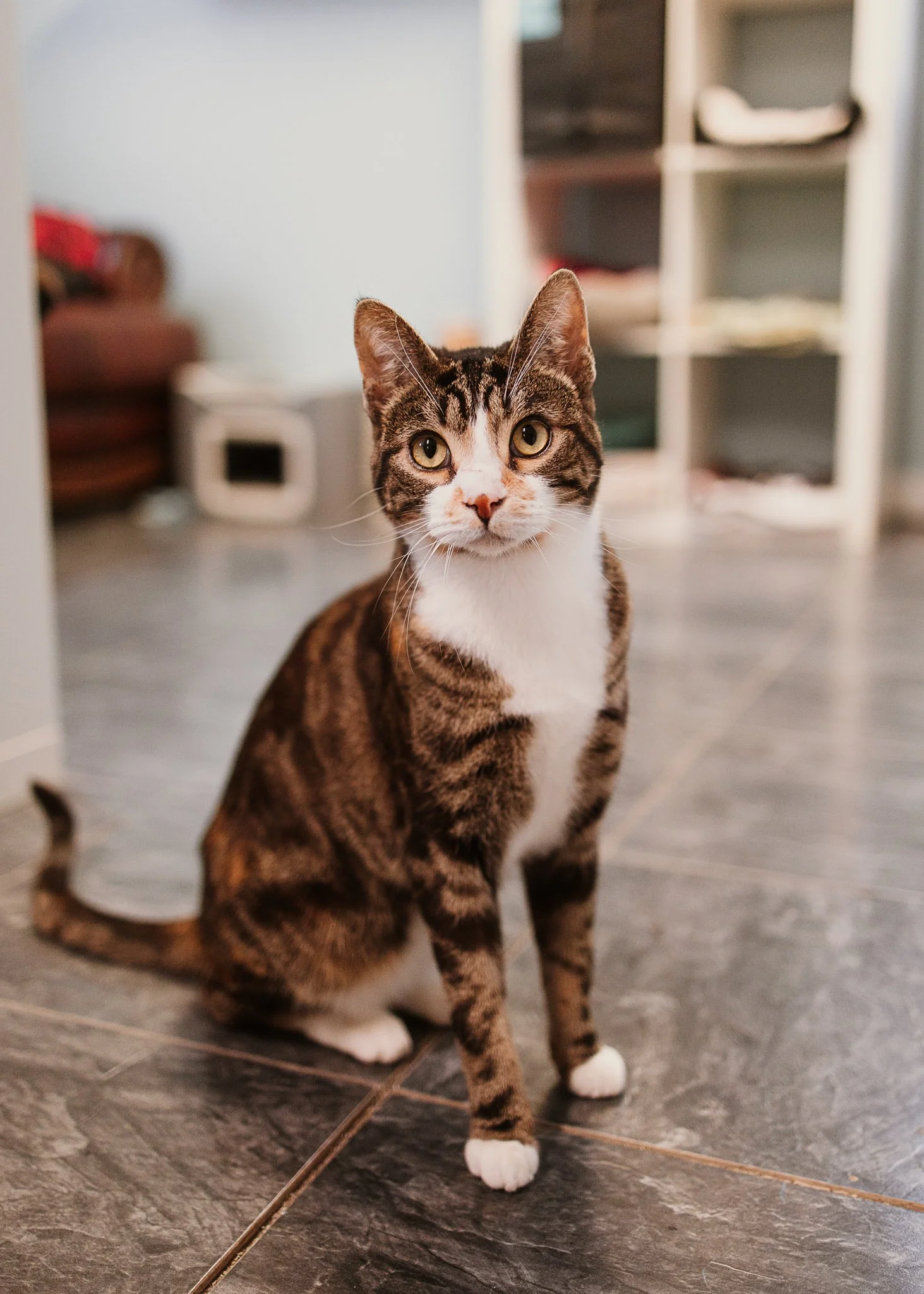 cage-free cattery