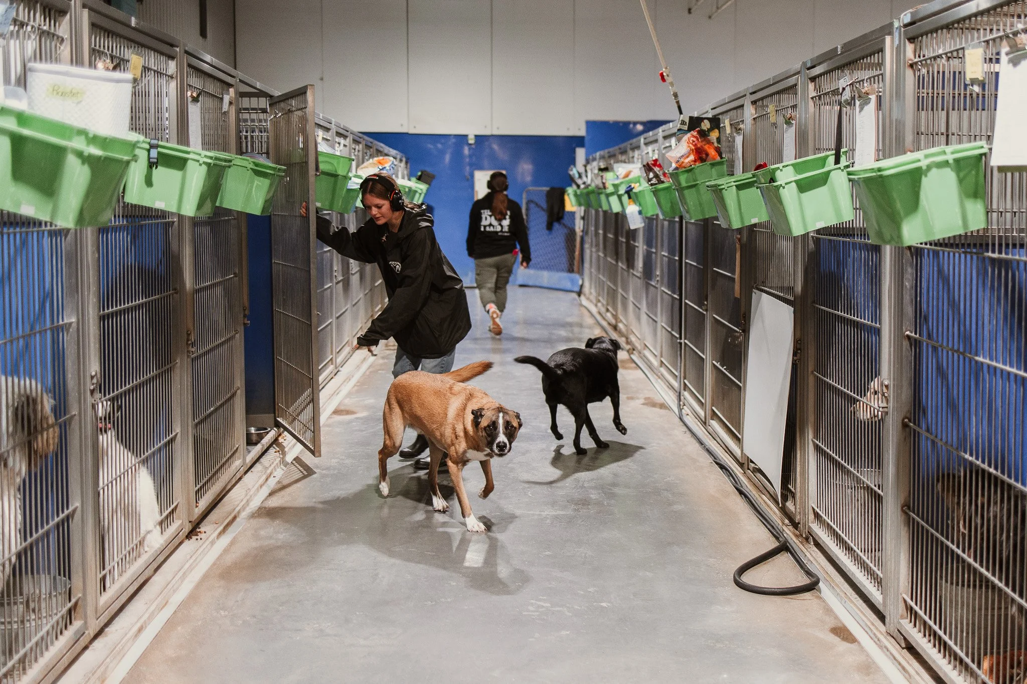 large dog kennel area