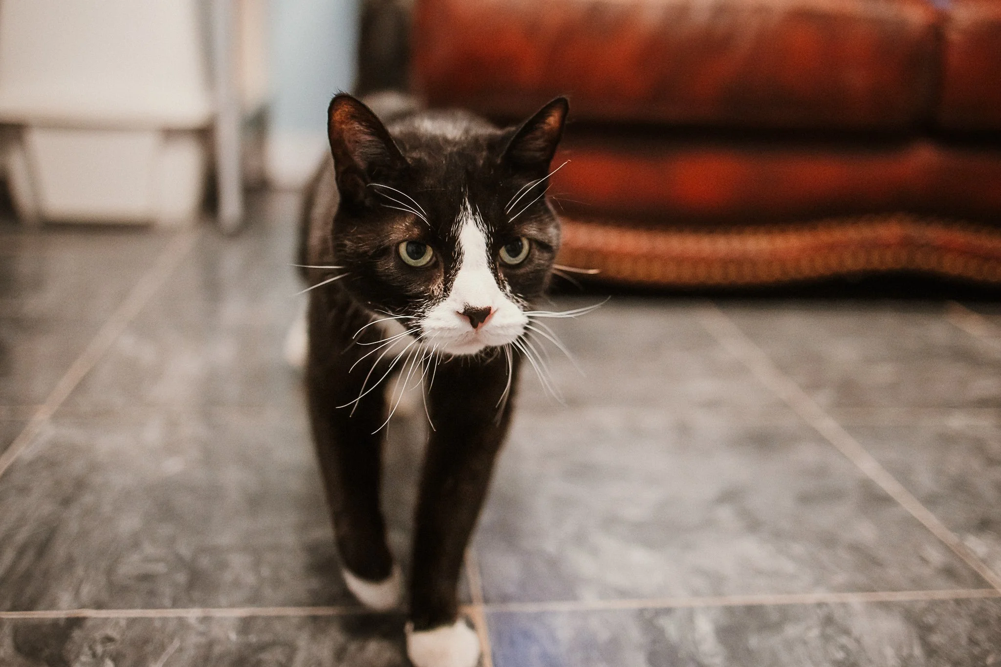 Our cage-free cattery
