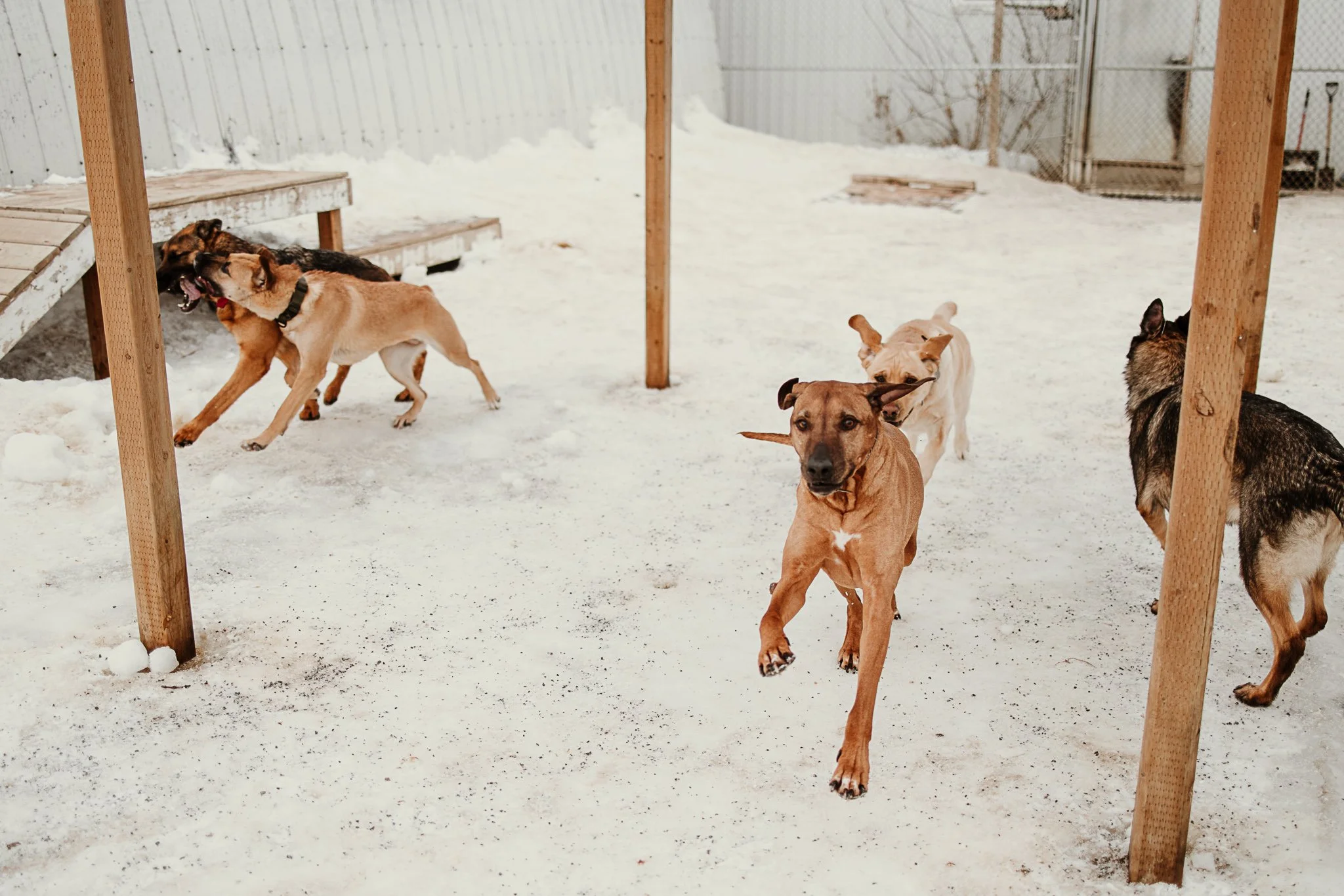 Large dogs playing in one of our outdoor yards in the large dog area