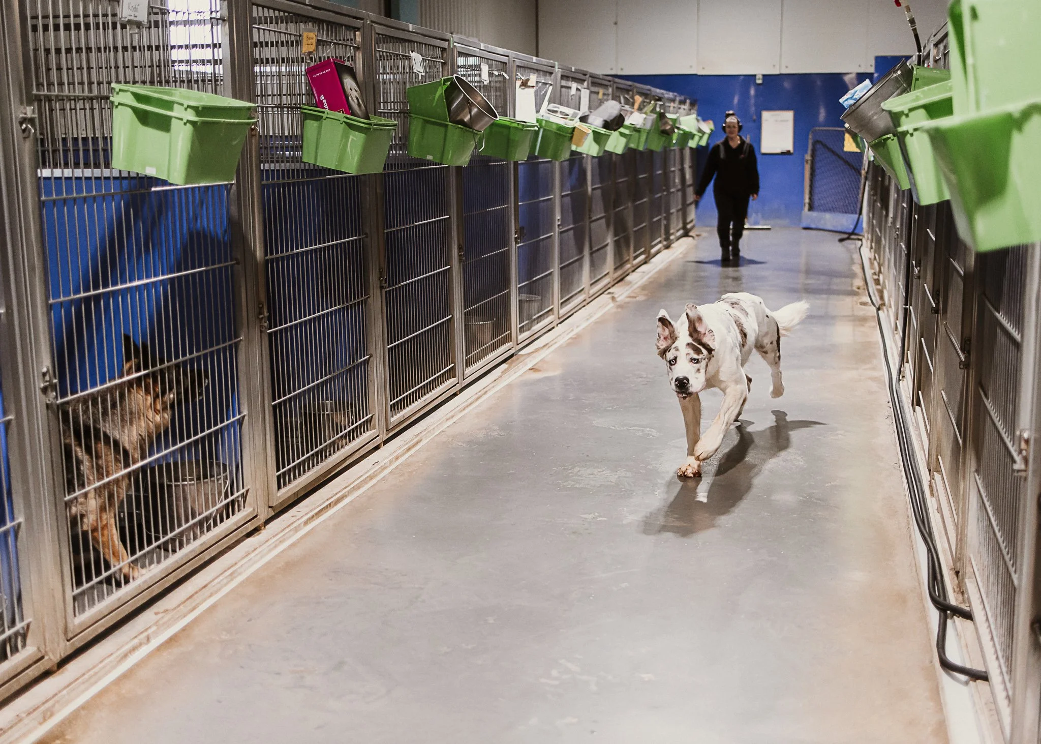 A dog running in an animal shelter hallway, with kennels on either side containing cats, and a person walking in the background.