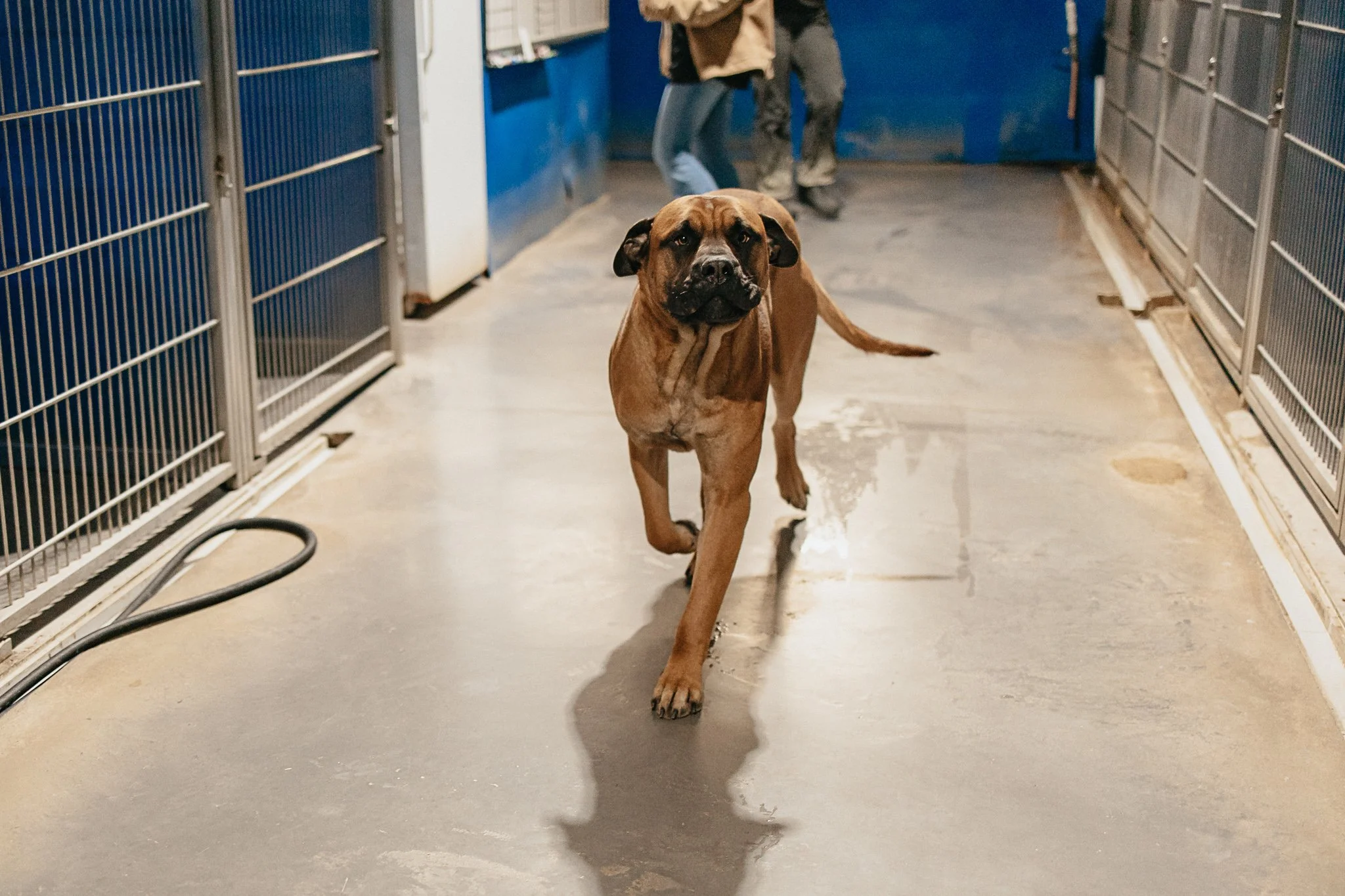 Large dog kennel area