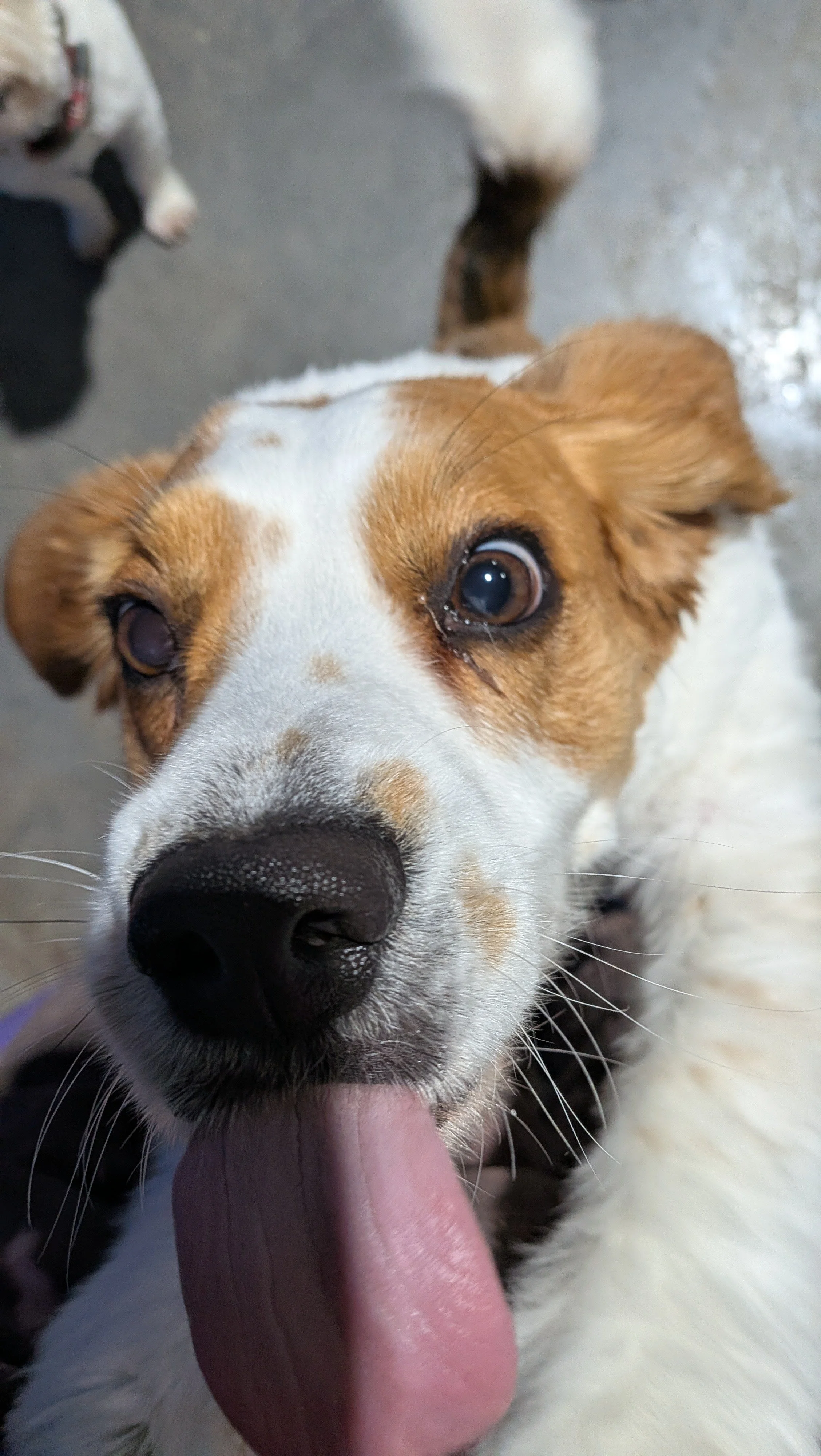 Close-up of a dog with brown and white fur, licking a person's finger, with another dog in the background.