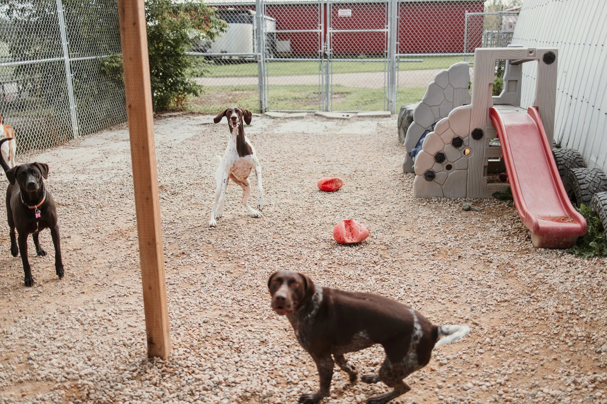 Large dog guests playing in our largest outdoor yard in the large dog area