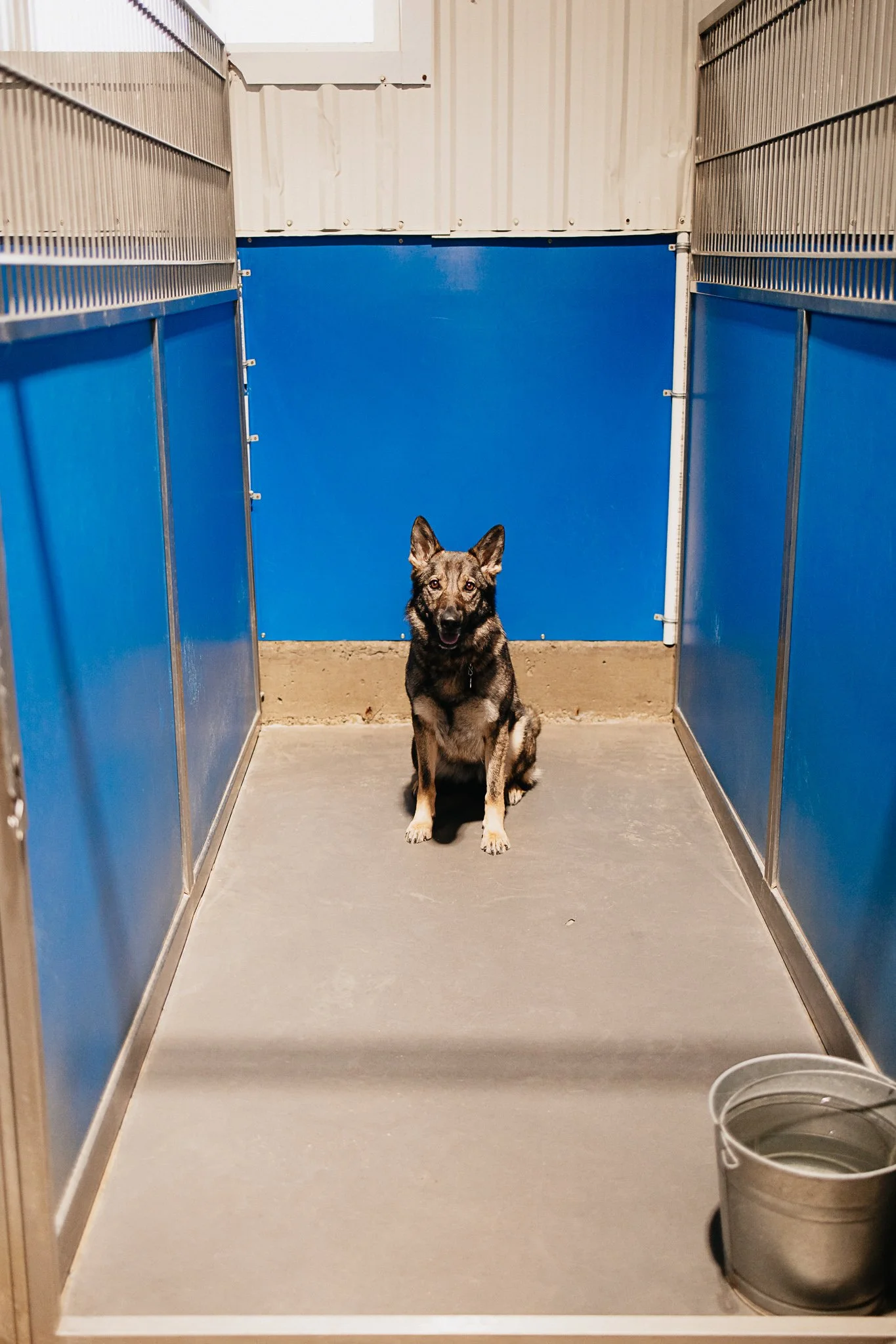A dog sitting inside a kennel with blue walls and a concrete floor, with a metal bucket in the bottom right corner.