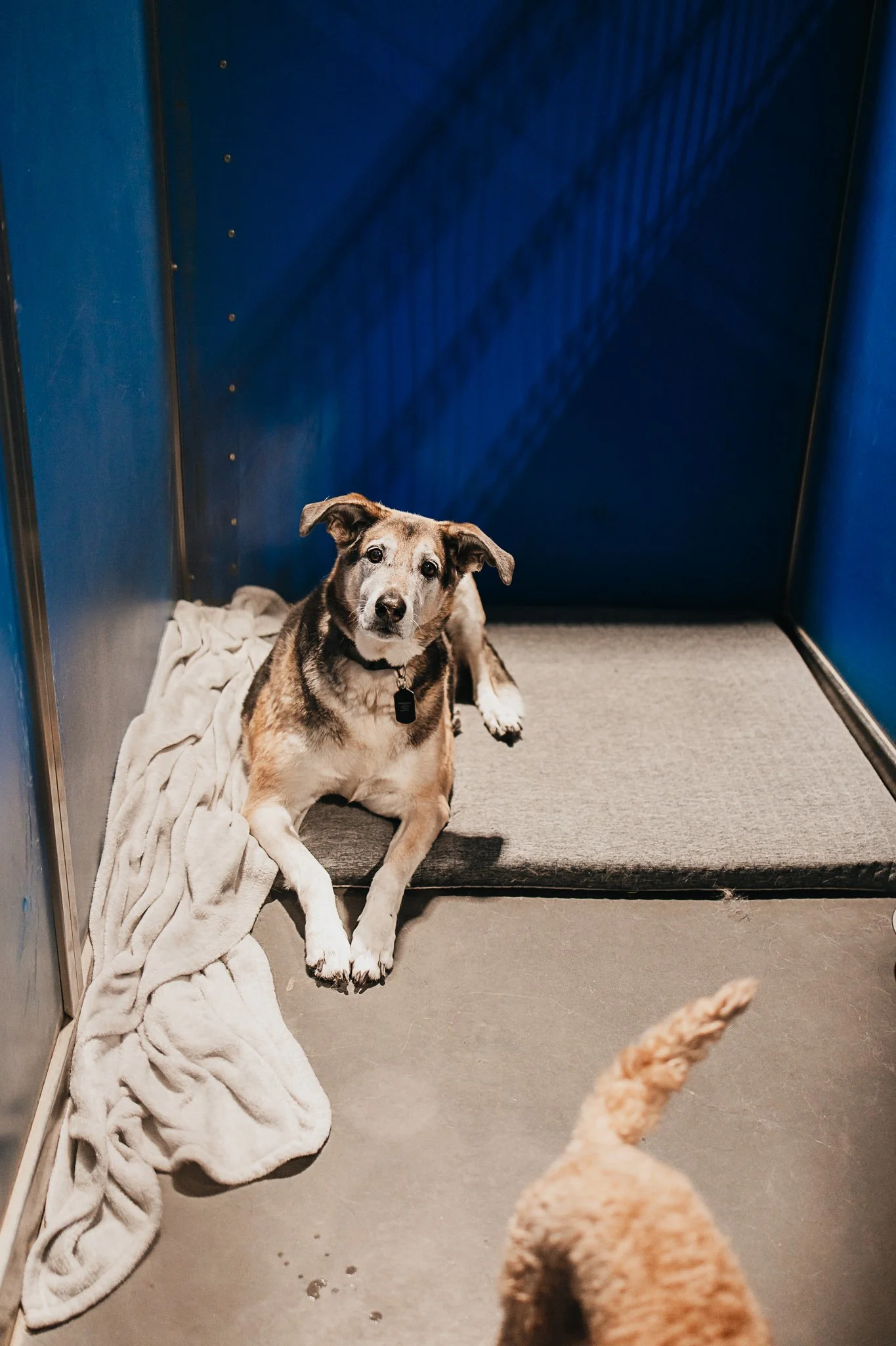 Rosco and Copper (brothers) sharing a large kennel