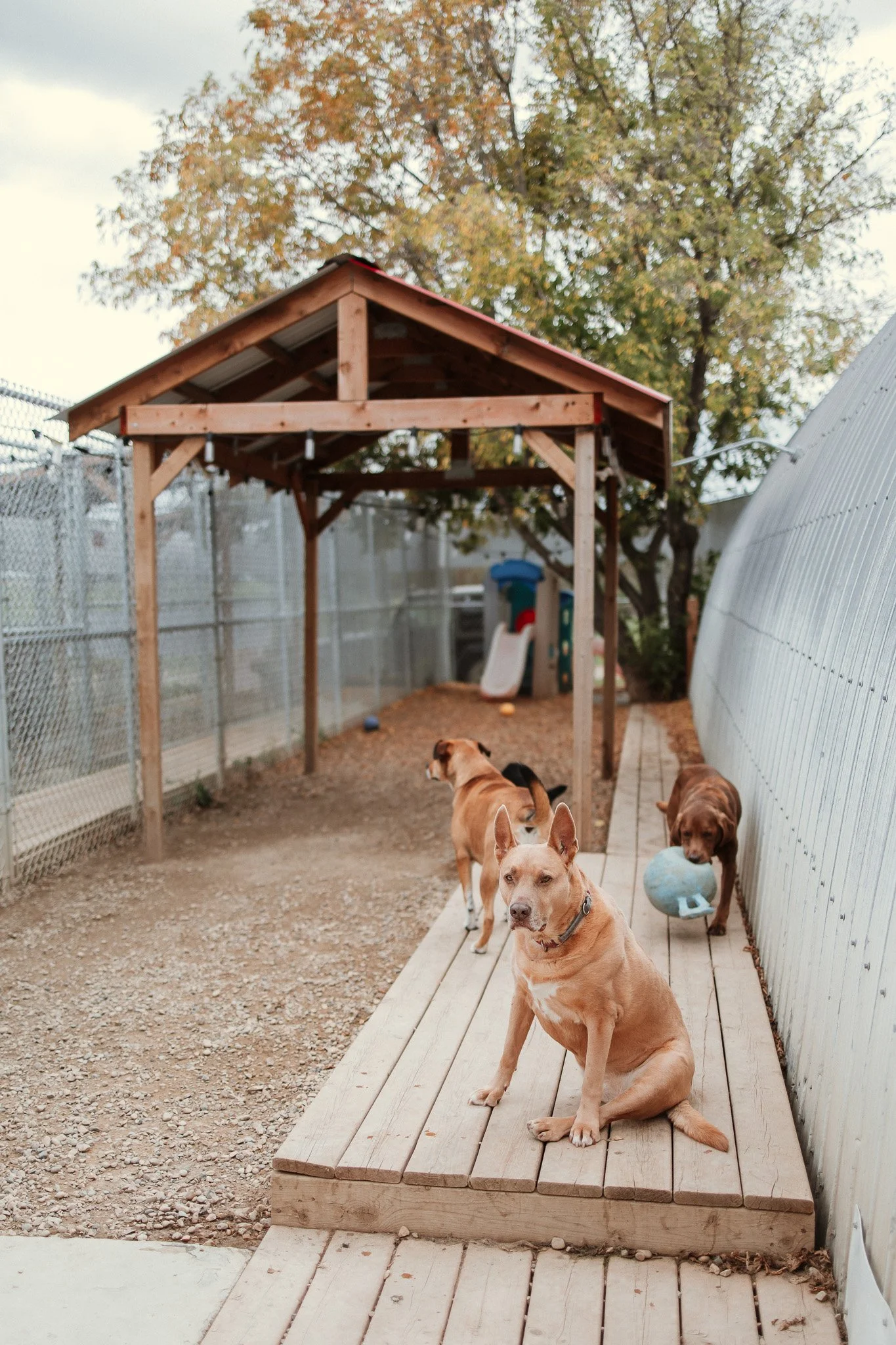 The largest outdoor yard in our small/medium dog area