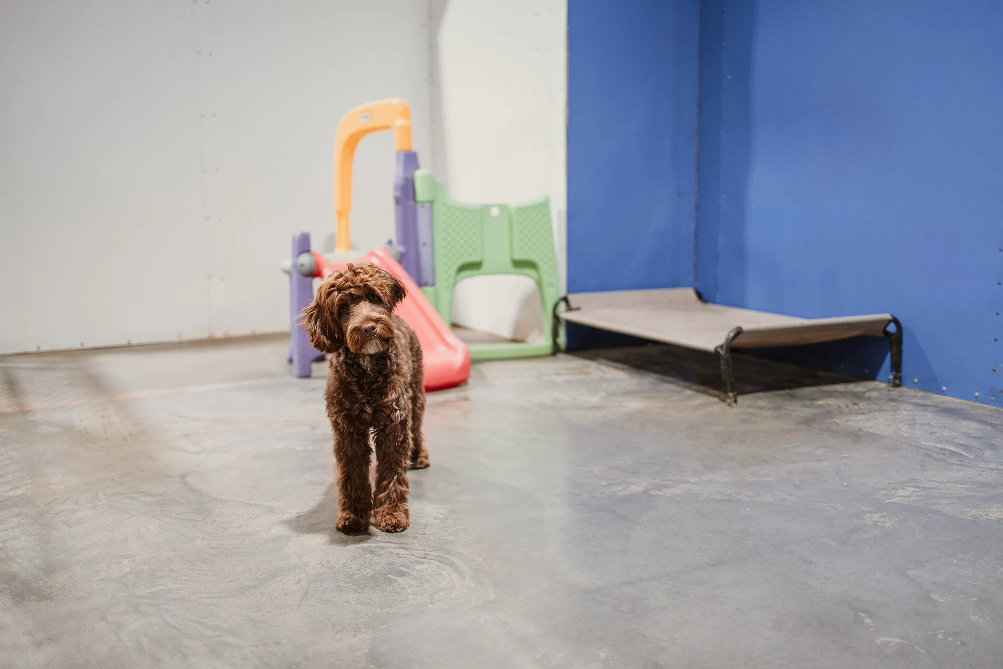 One of our indoor yards in our small dog area