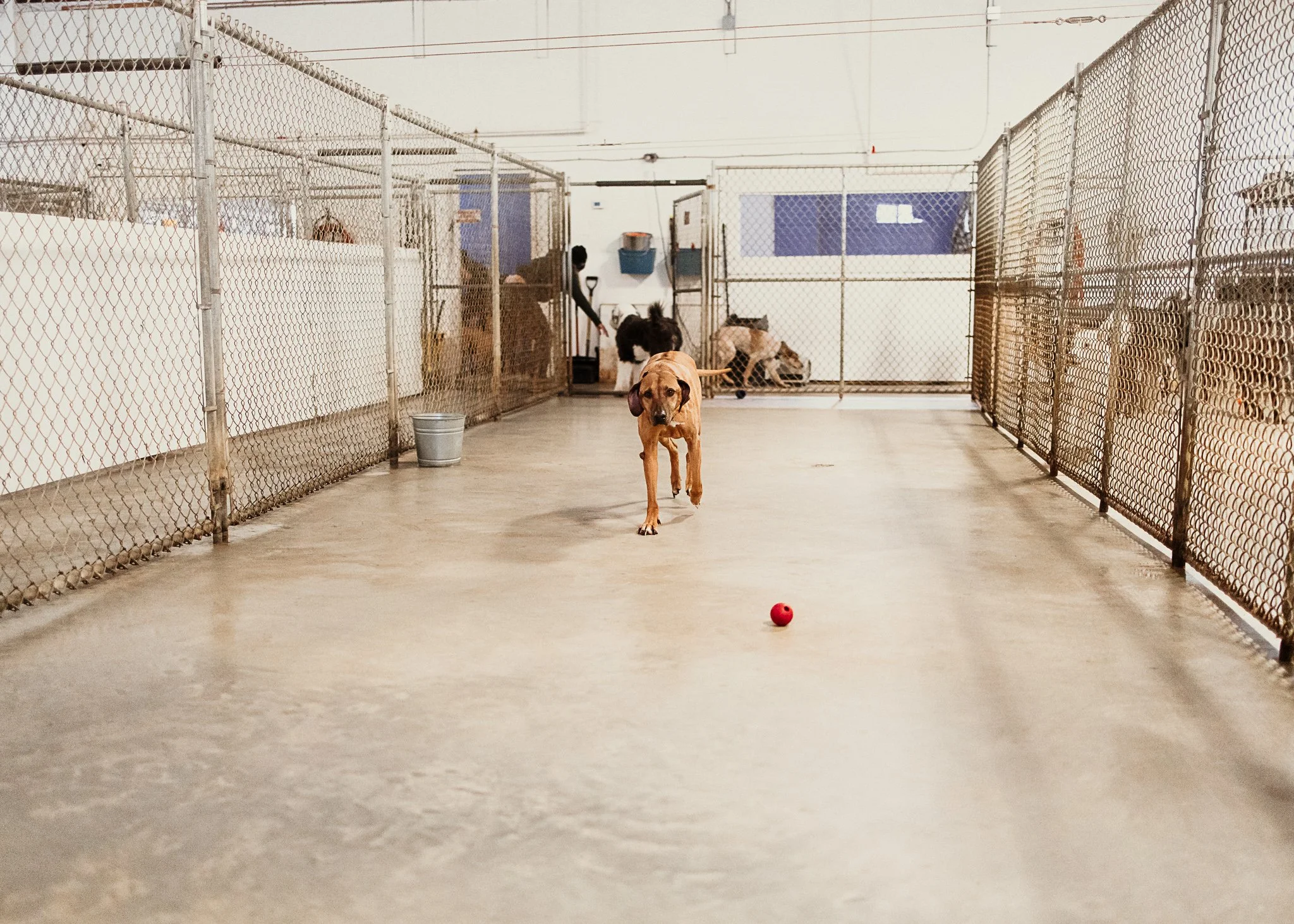 One of our indoor play spaces in our large dog area