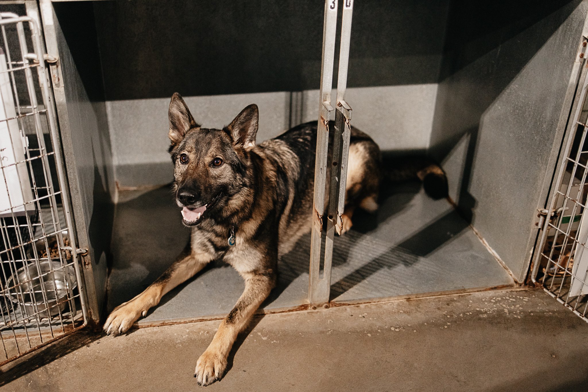 A happy dog with a brindle coat laying on the floor inside a metal kennel with a door, in a shelter or kennel environment.
